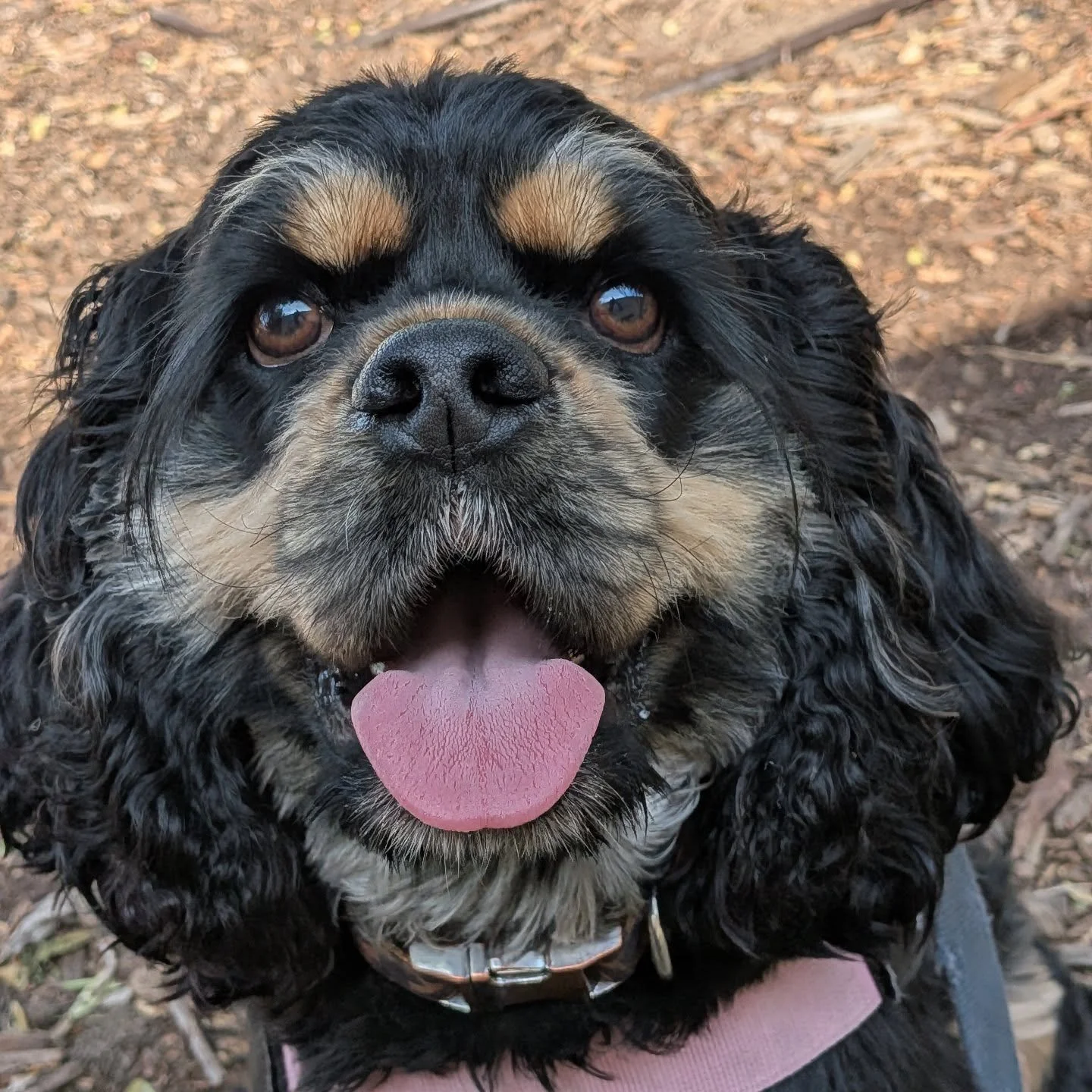 Welcome to the Pack, Lady!  Look at that FACE!!

#cockerspaniel #doglover #losangeles #dogwalker