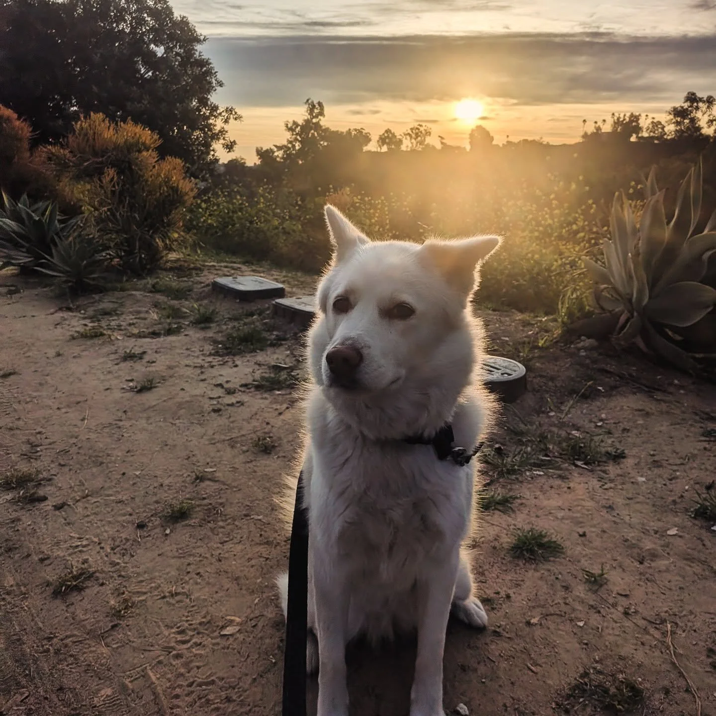 Early mornings with Sani 💕

#jindo #losangeles #parklife