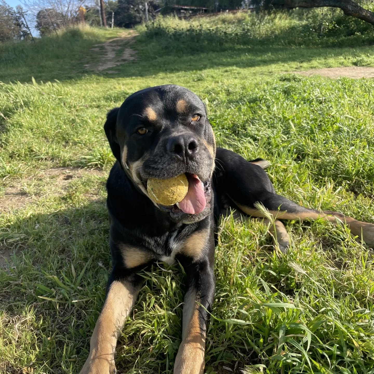 Oh Rex 😍😍

#fetch #rottweiler #mastiff #doglover #losangeles
