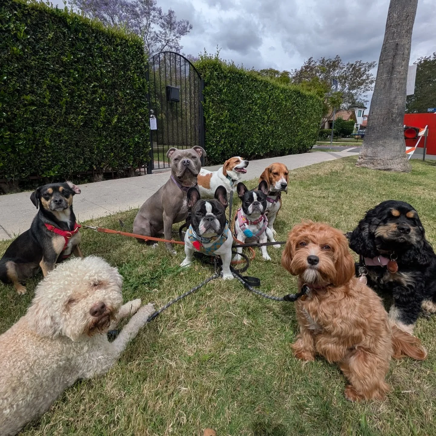 The kewl kids!
#doglover #pack #losangeles #cute