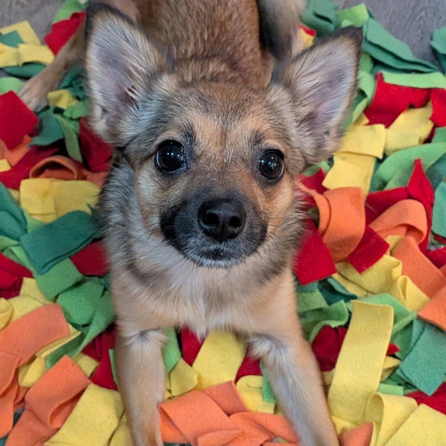 Welcome to the Pack, Lola!  We love getting a chance to play enrichment games with you. You have such a powerful sniffer!!

#chihuahua #pomeranian #pomchi #lola #losangeles