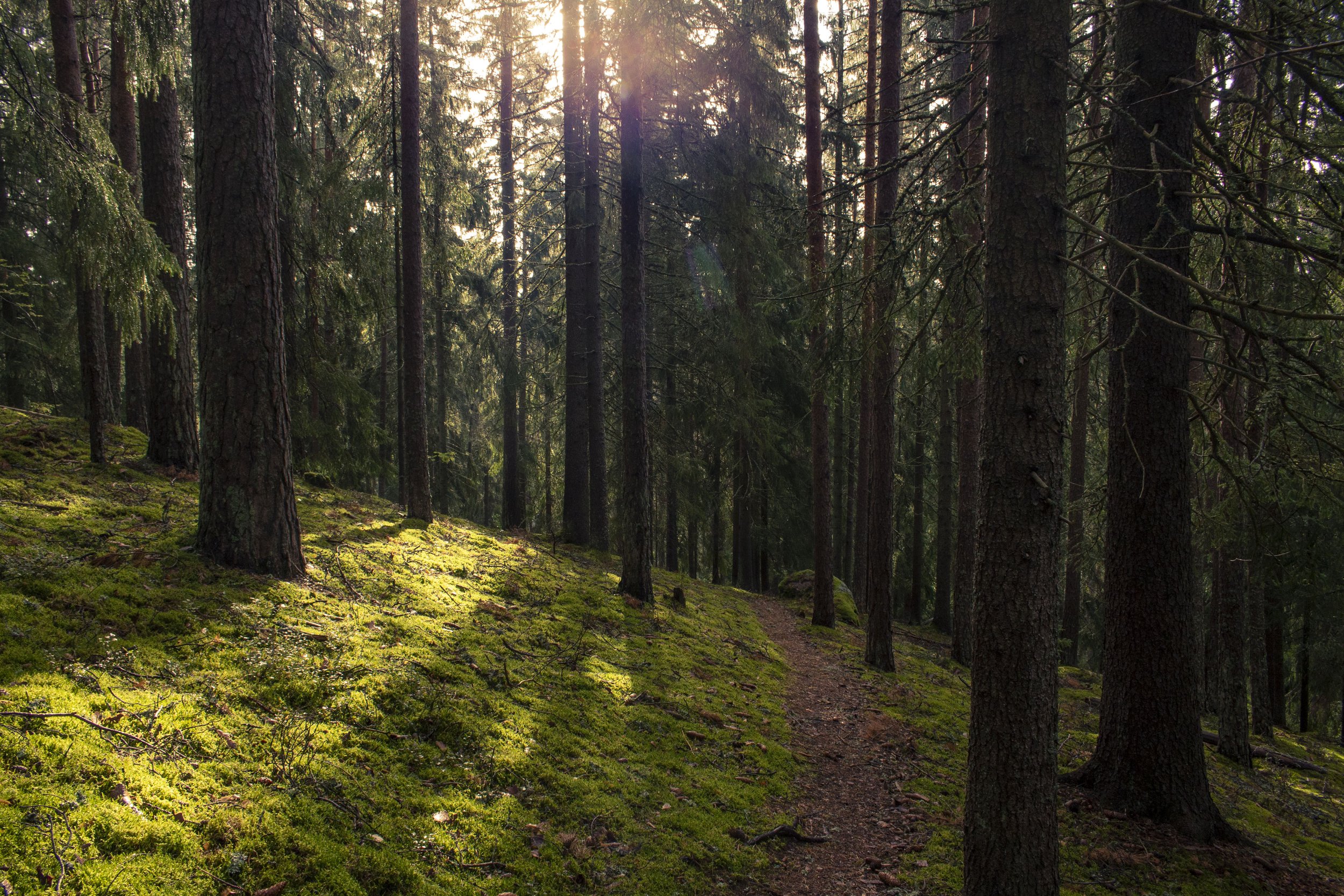 Skog_edited.jpg
