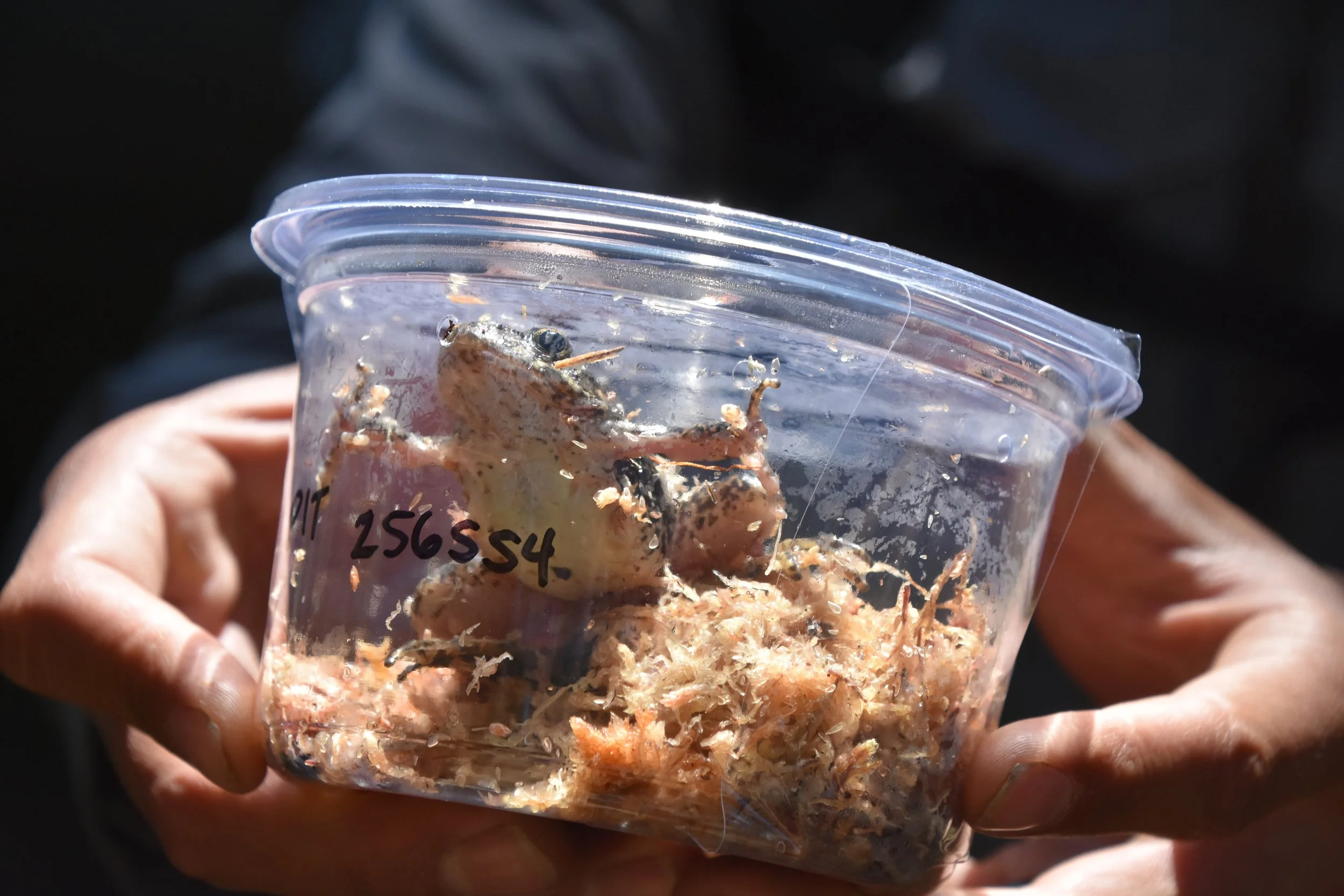 Mountain Yellow-Legged Frog — ELBA MORA PHOTOGRAPHY