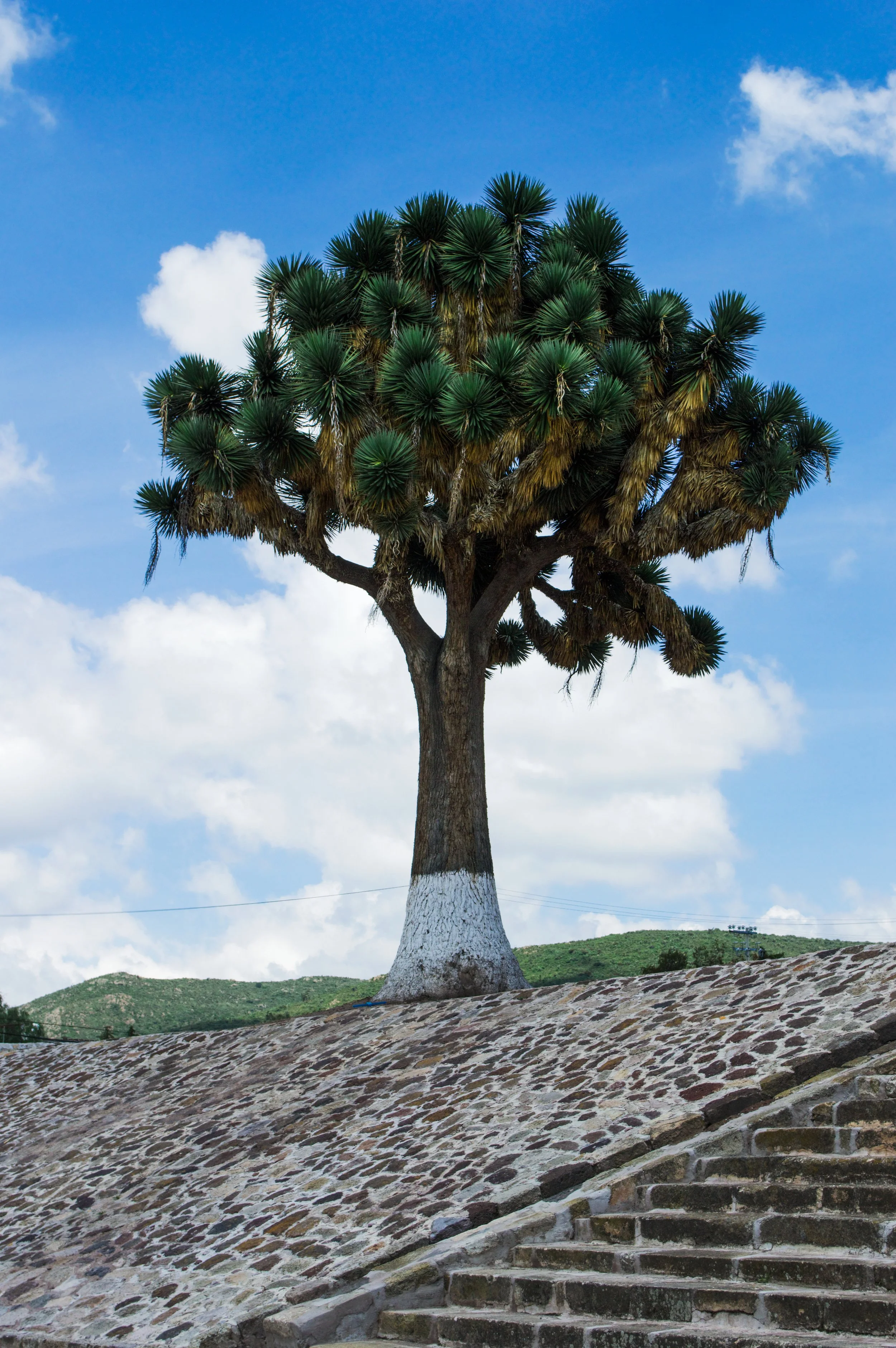 Mexican Joshua Tree.jpg