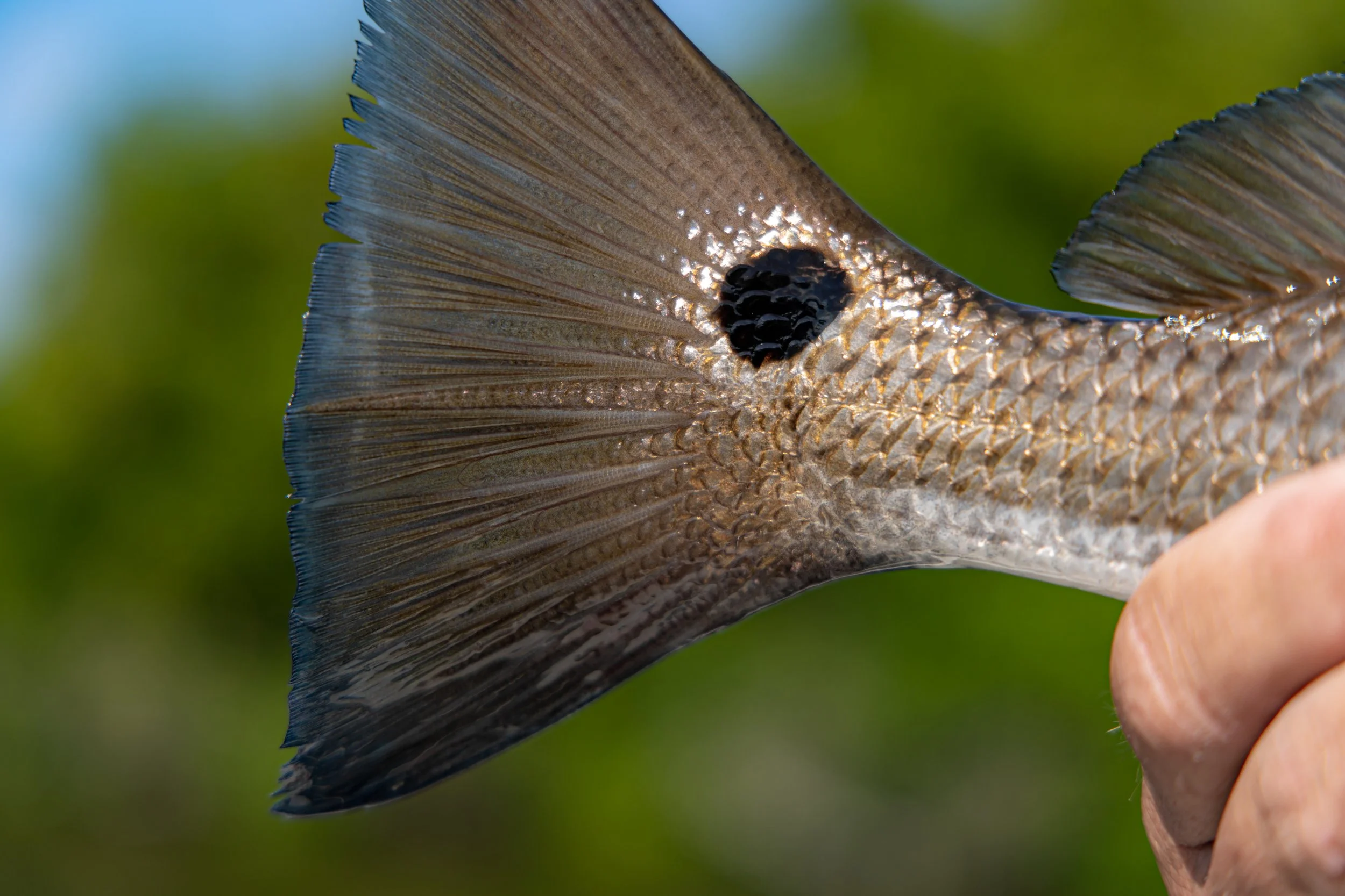Mad Red Fishing Charters Of Tampa Bay