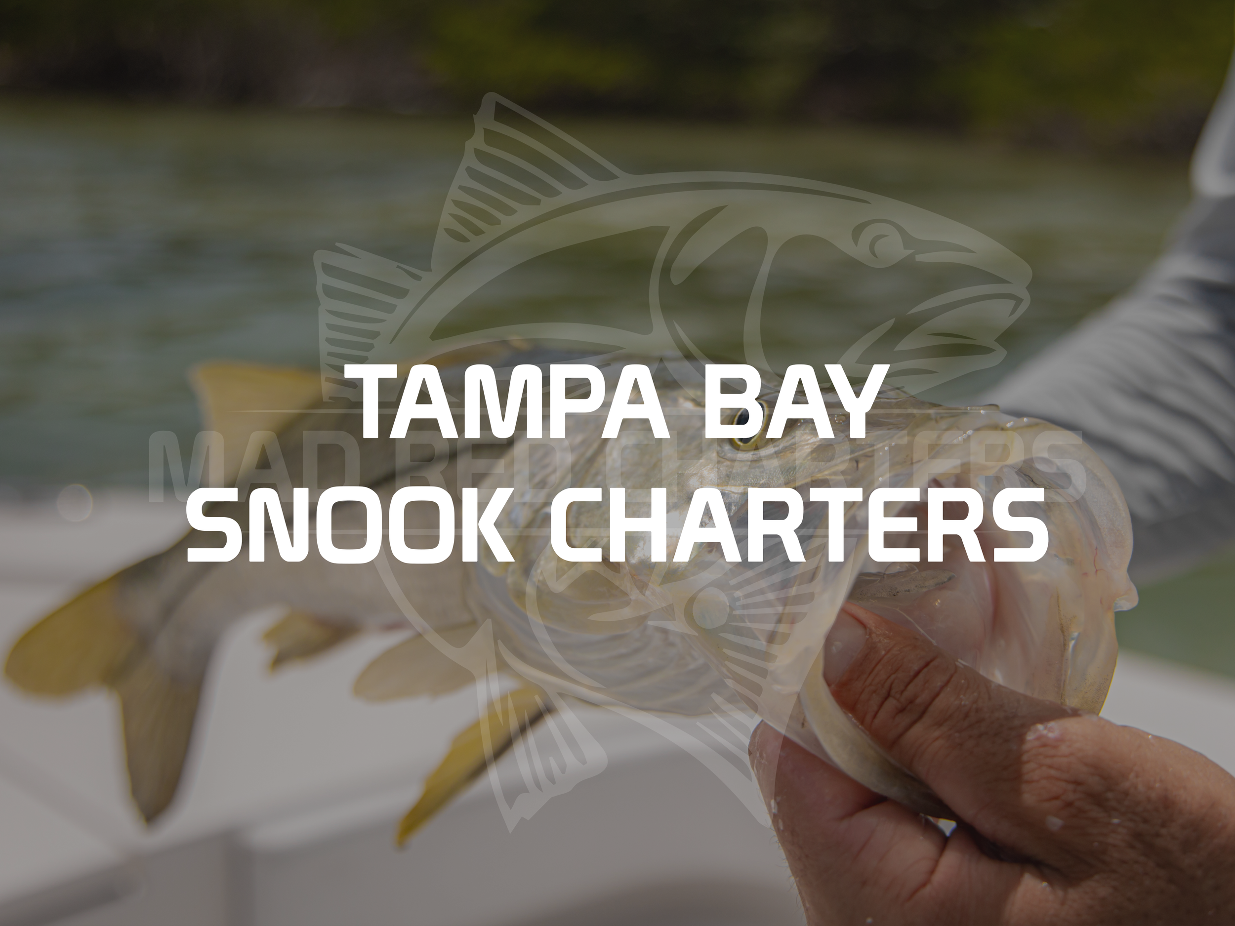 Mad Red Fishing Charters Of Tampa Bay