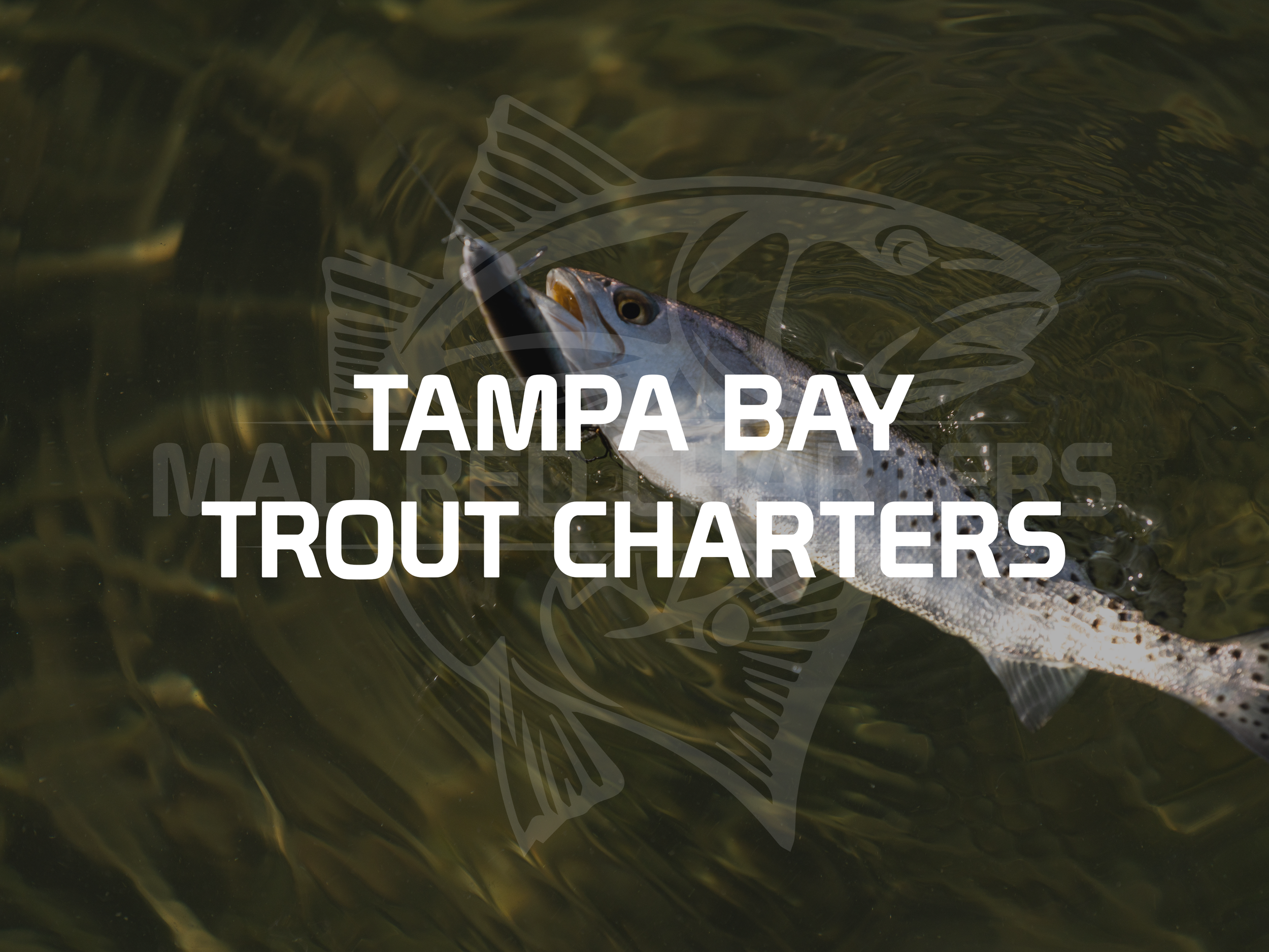 Mad Red Fishing Charters Of Tampa Bay