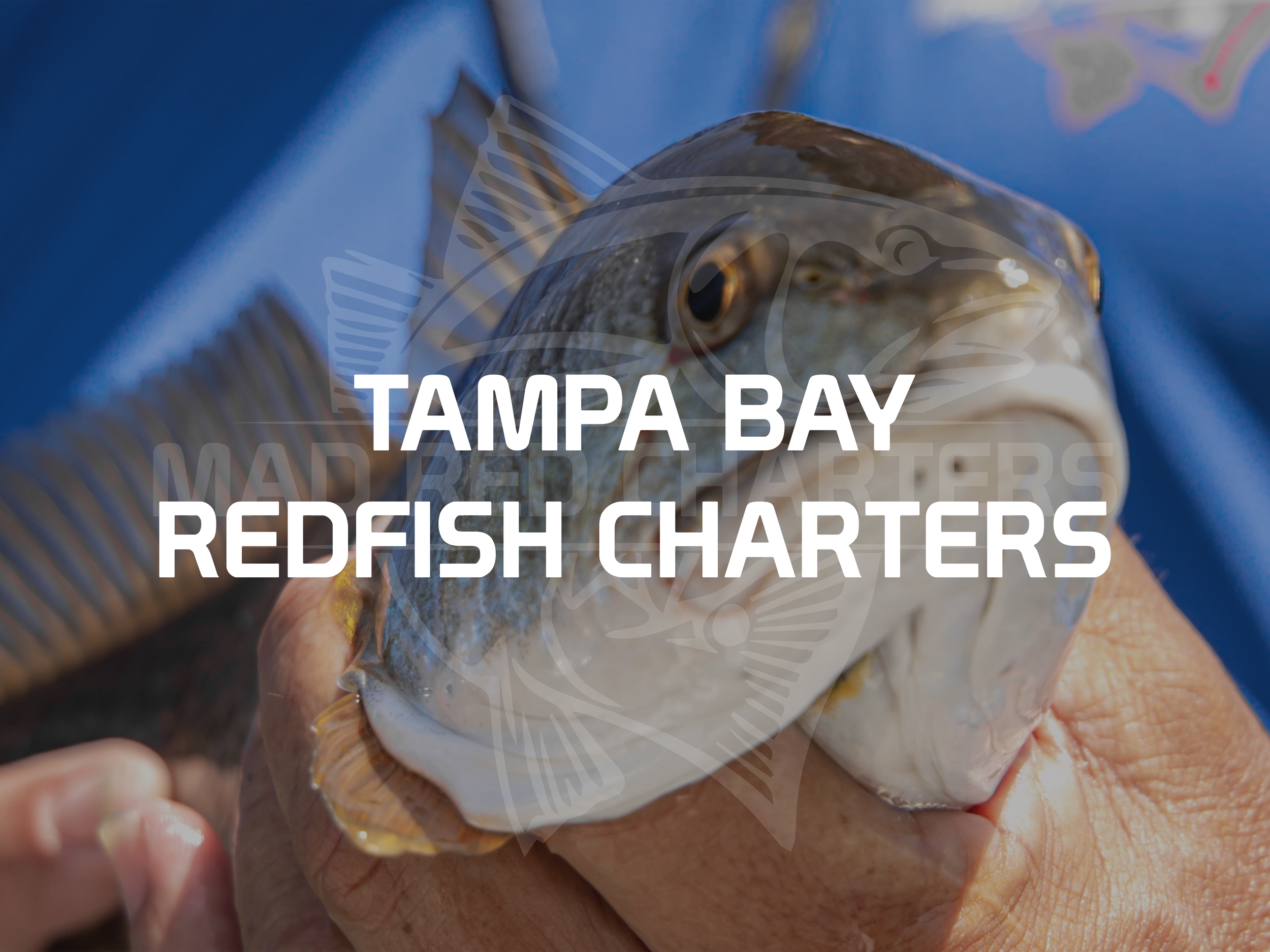 Mad Red Fishing Charters Of Tampa Bay