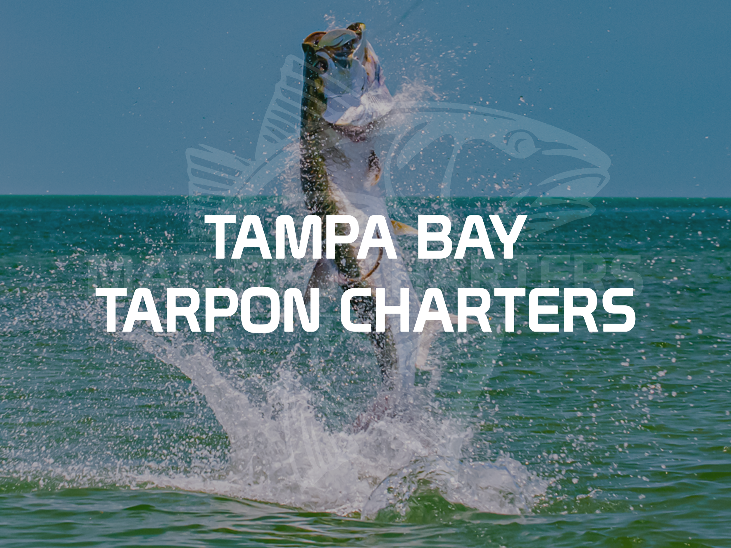 Mad Red Fishing Charters Of Tampa Bay