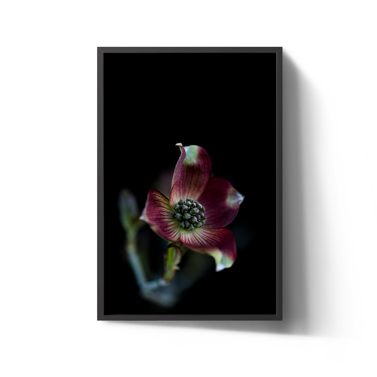 GP3000114_Pink_Dogwood_16x24_240dpi_Borderless copy.png