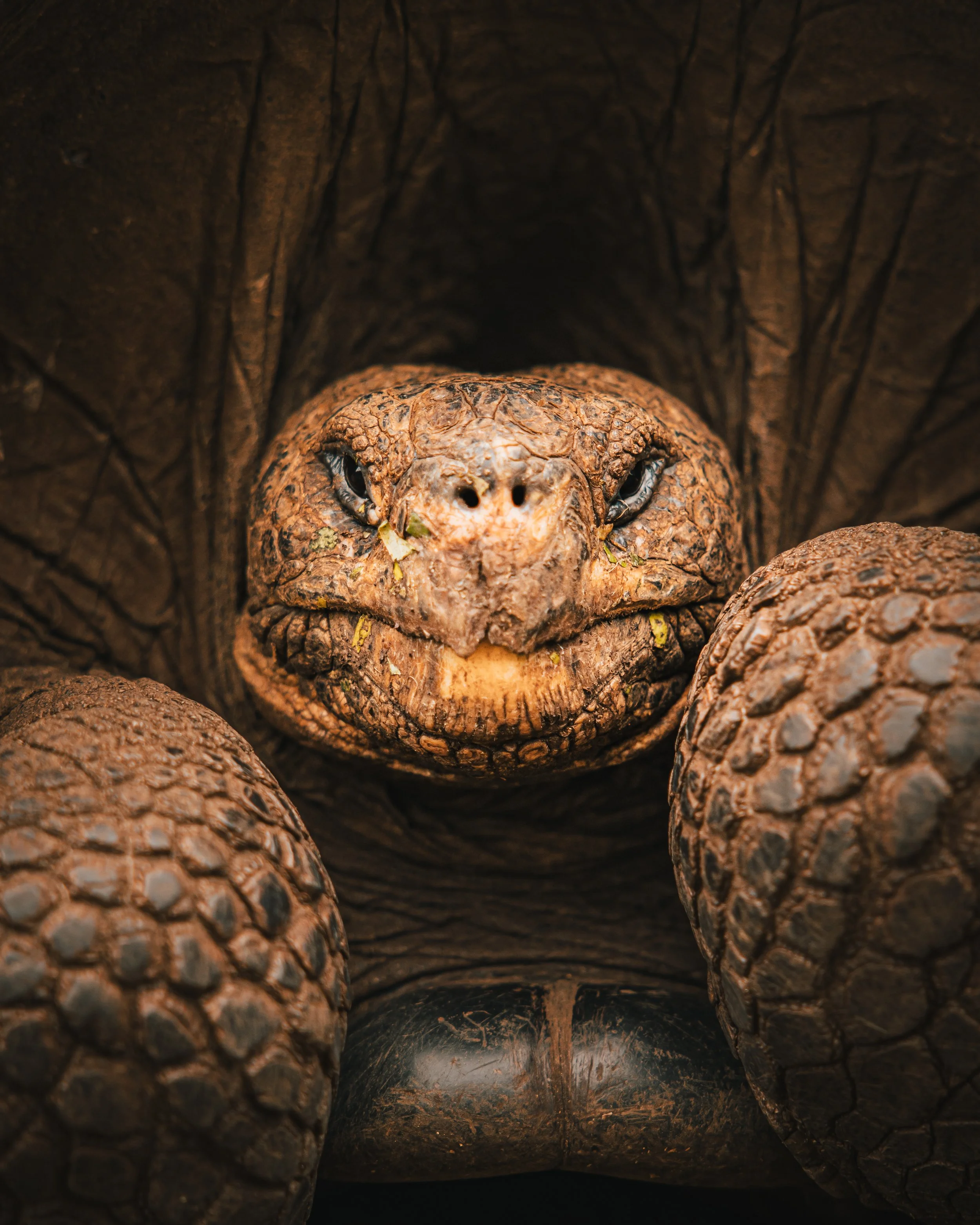 Galapagos Live Aboard Deposit