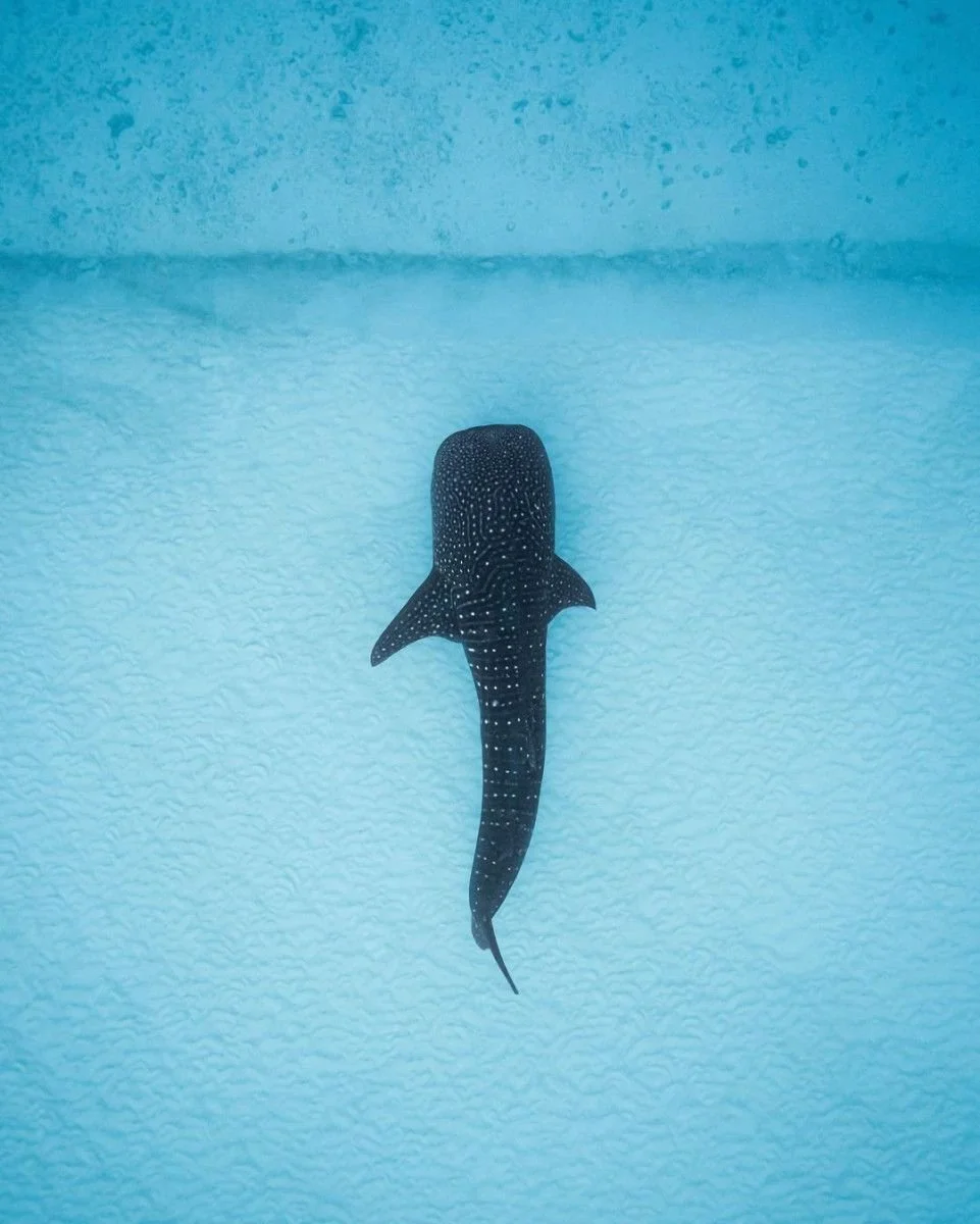whaleshark.jpg