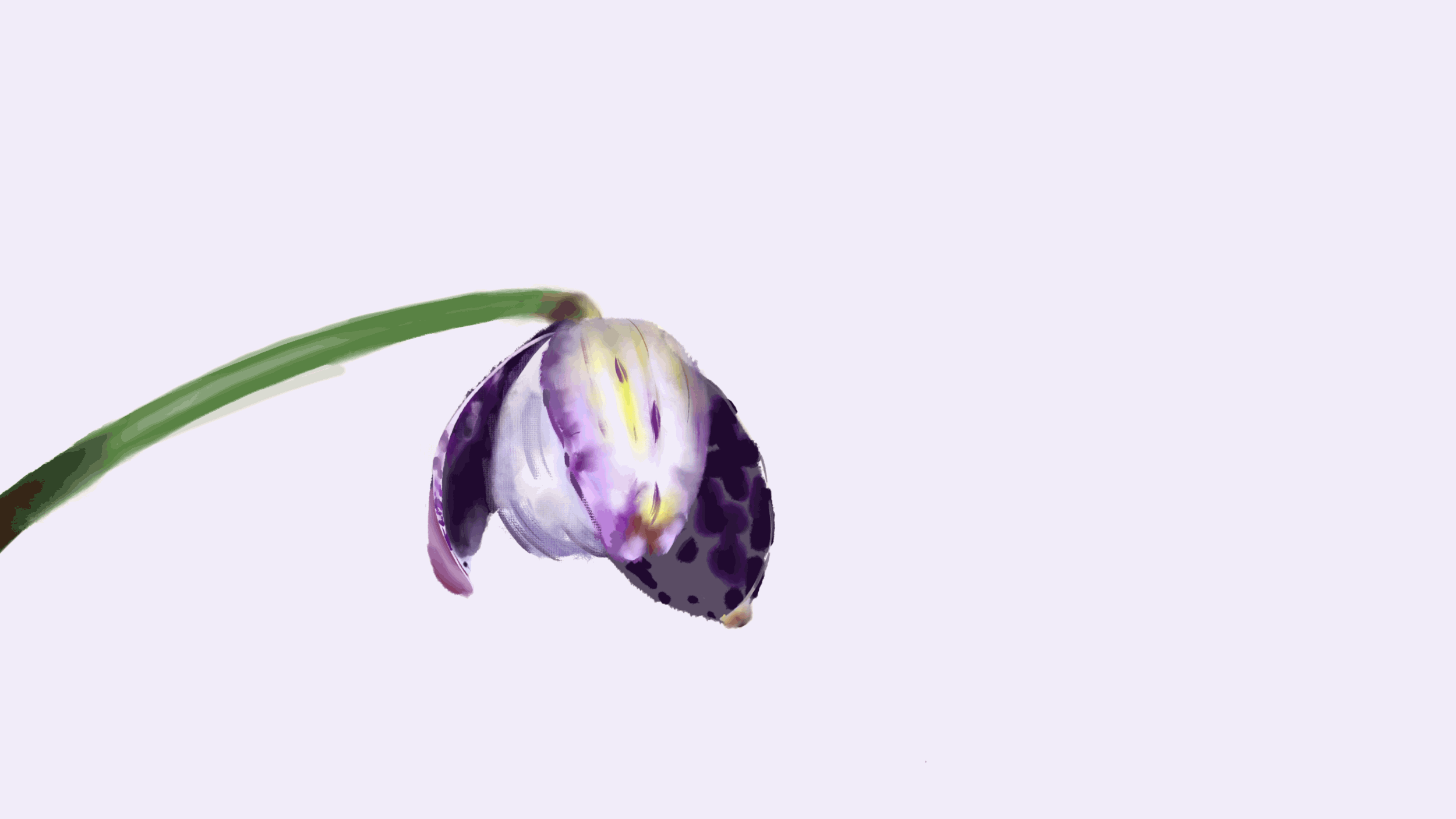 LightOrchidBloom.gif