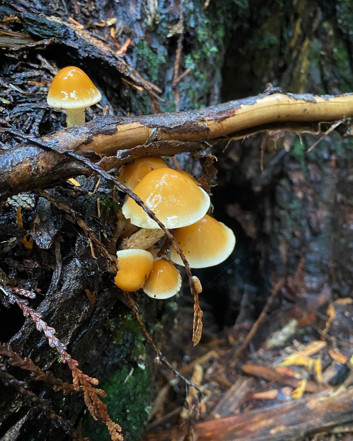 #kootenaymushrooms #explorebc #nelsonbc #mushrooms #fungi #fungifan #mushroomhunter #wild #forest #sporetheworld #fungilover #mushroomlover #mycelium #oldgrowth #sacred #mushroomsofbc
#babayaga #wildling #connect