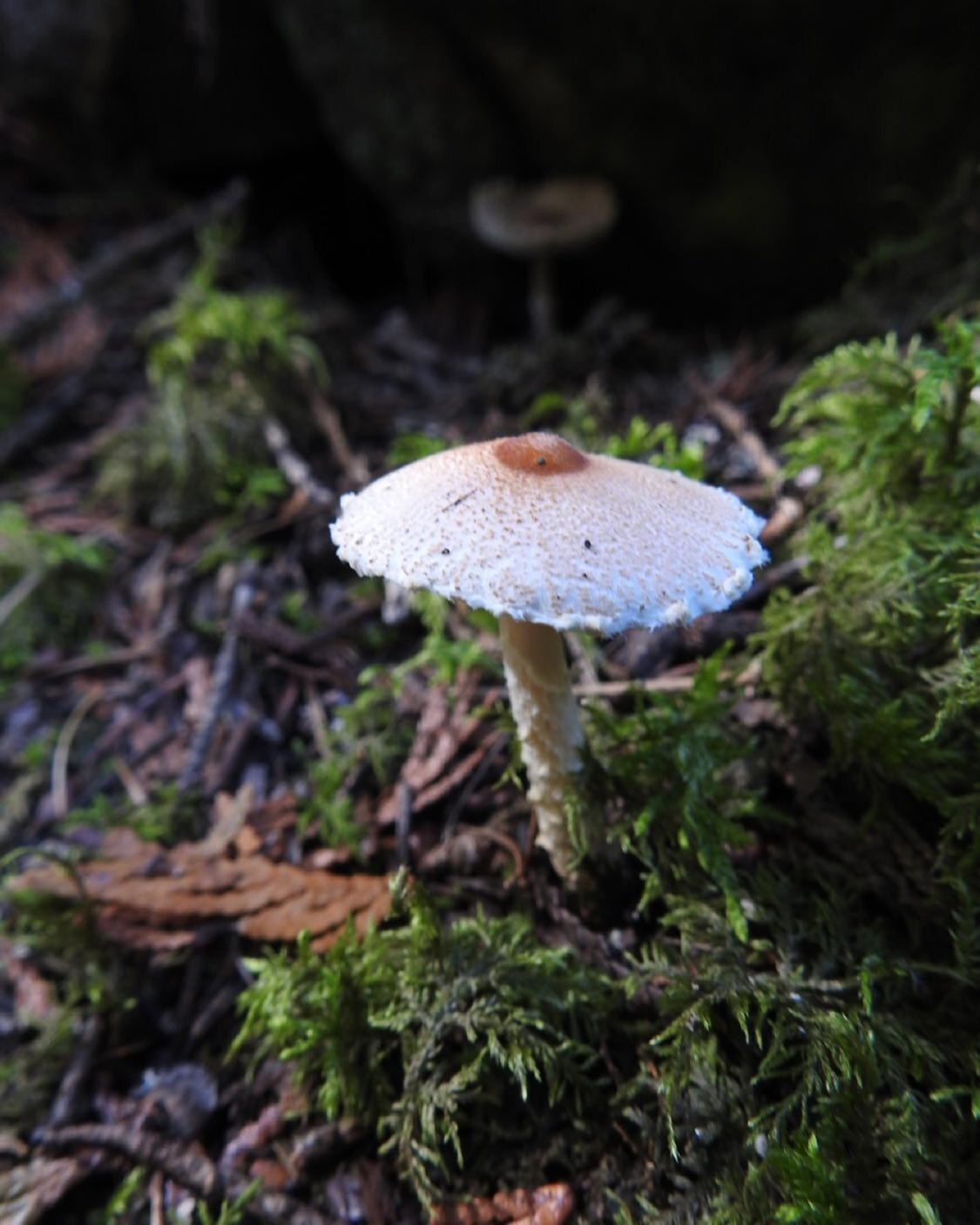 Lepiota cristata, commonly known as the stinking dapperling or the stinking parasol.

#kootenaymushrooms #explorebc #nelsonbc #mushrooms #fungi #fungifan #mushroomhunter #wild #forest #sporetheworld #fungilover #mushroomlover #mycelium #oldgrowth #sa