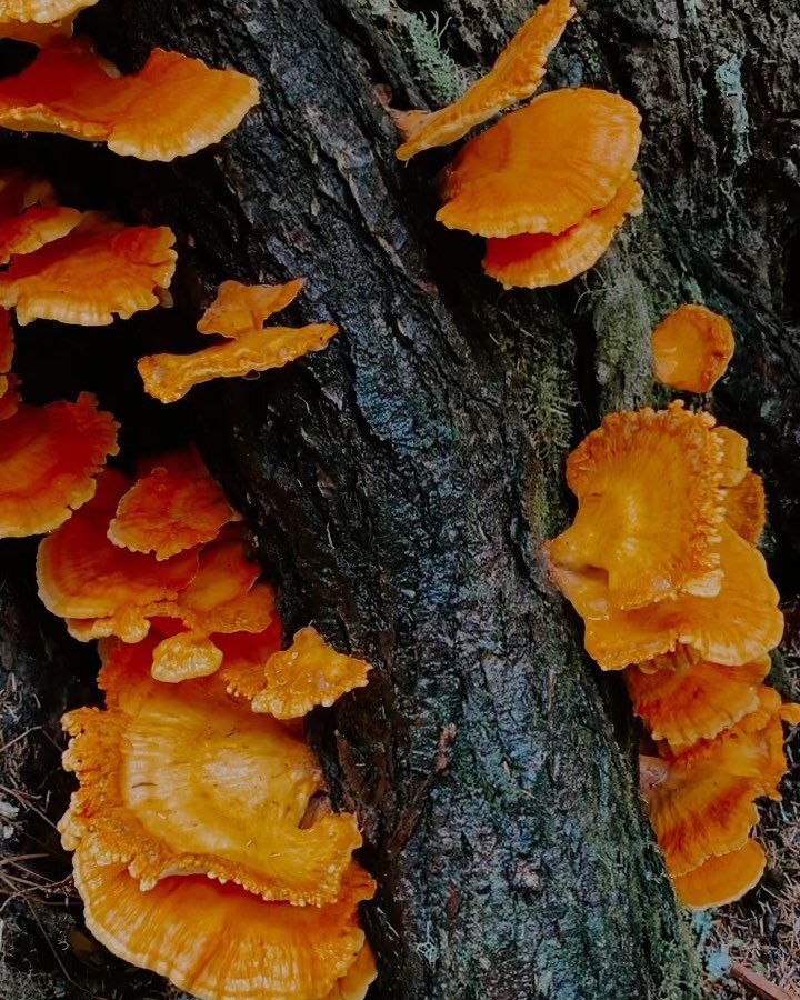 Laetiporus is a genus of edible mushrooms found throughout much of the world. Some species, especially Laetiporus sulphureus, are commonly known as sulphur shelf, chicken of the woods, the chicken mushroom, or the chicken fungus because it is often d
