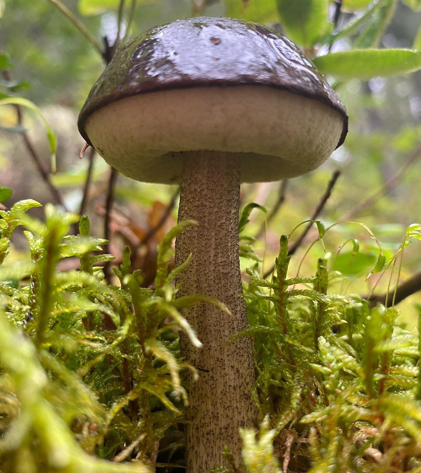 A bolete, Boletus edulis, showing the solid looking, spongy bottom surface, which is the defining characteristic of boletes.
A bolete is a type of mushroom, or fungal fruiting body. It can be identified thanks to a unique mushroom cap. The cap is cle