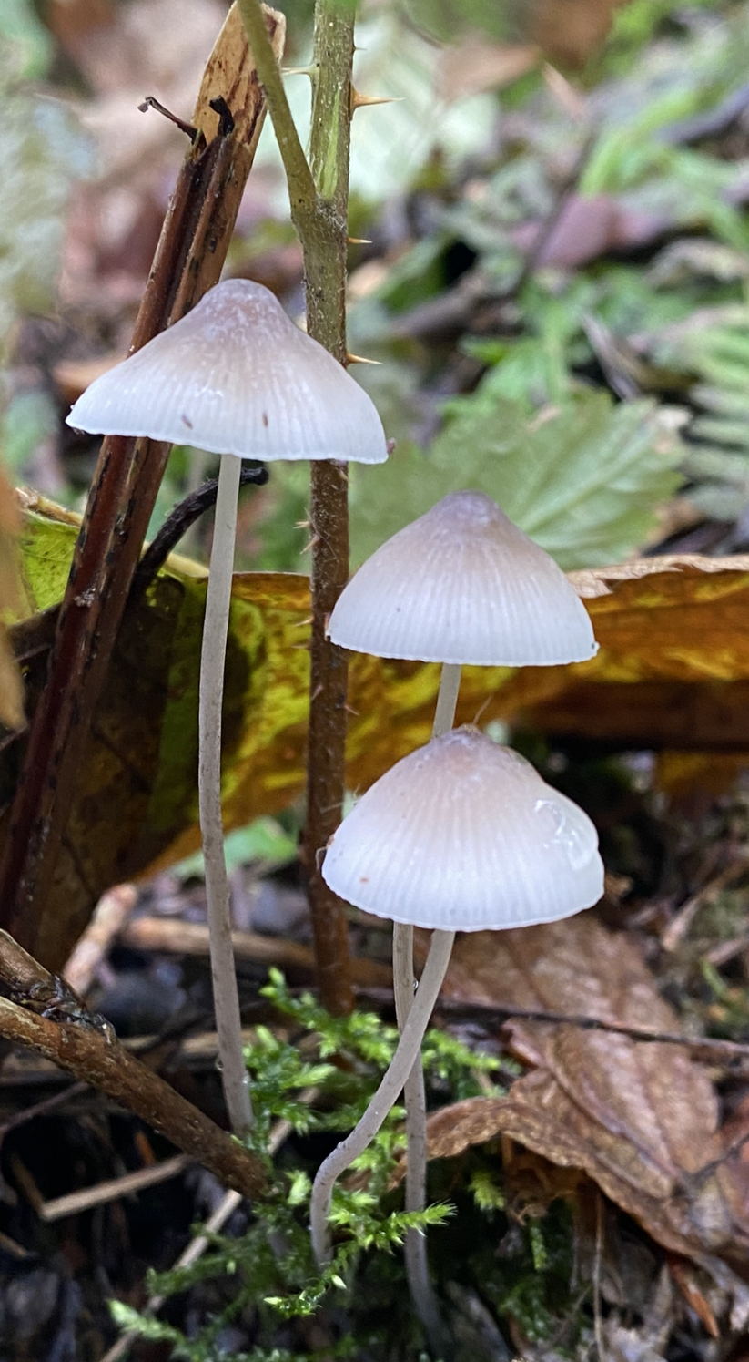tiny mushrooms.png