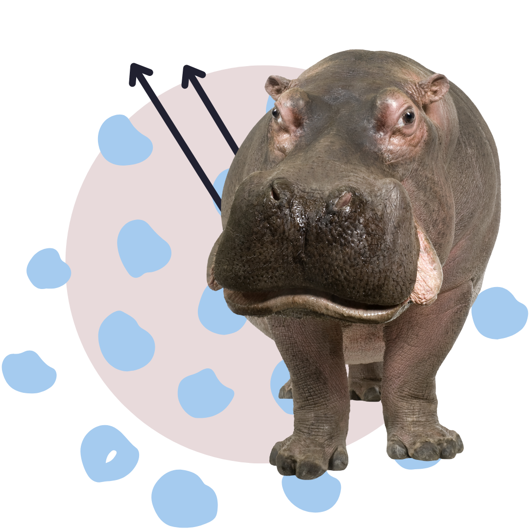 A hippopotamus in front of a cartoon ice cream cone with chocolate and blue sprinkles.