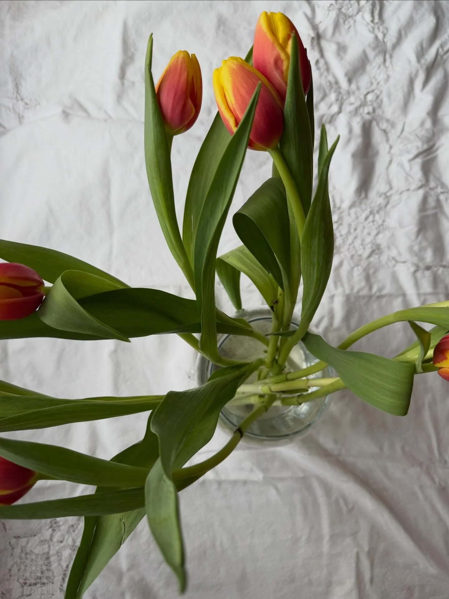 Early spring time things 🌷🤍

Tulips. Sunny walks. Trying to find the humor in ridiculous things. 

Delicious baking riffs with what&rsquo;s in the fridge = this gluten free banana, blueberry lemon bread that I definitely ate too much of. 

Do we li