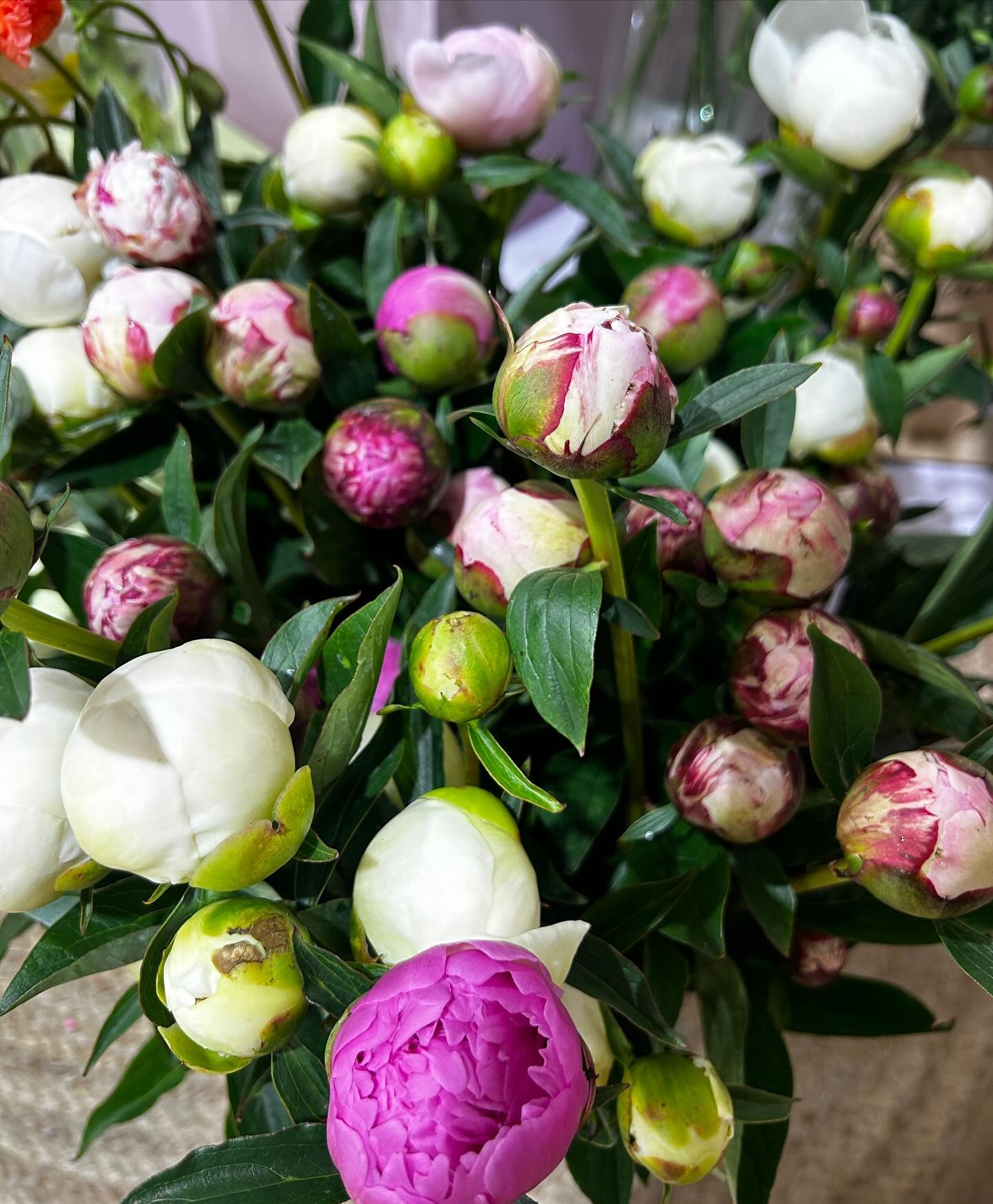 Fresh Peonies $25 a bunch 🩷