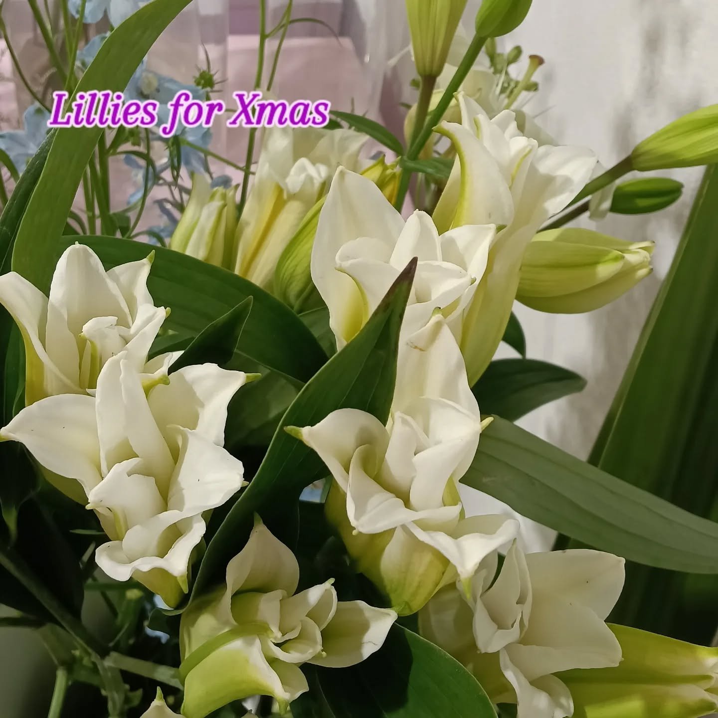 What's your favourite Xmas flower?