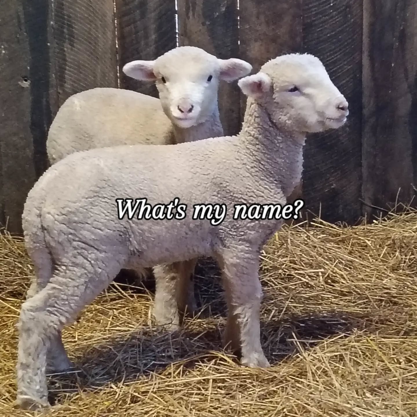 Naming competition! 

Name that lamb.

There's more to my world than the florist shop. At the end of the day I go home to my farm. Sadly on Sunday a ewe with these beautiful twin lambs died. These boys are too young to leave on their own. They are no