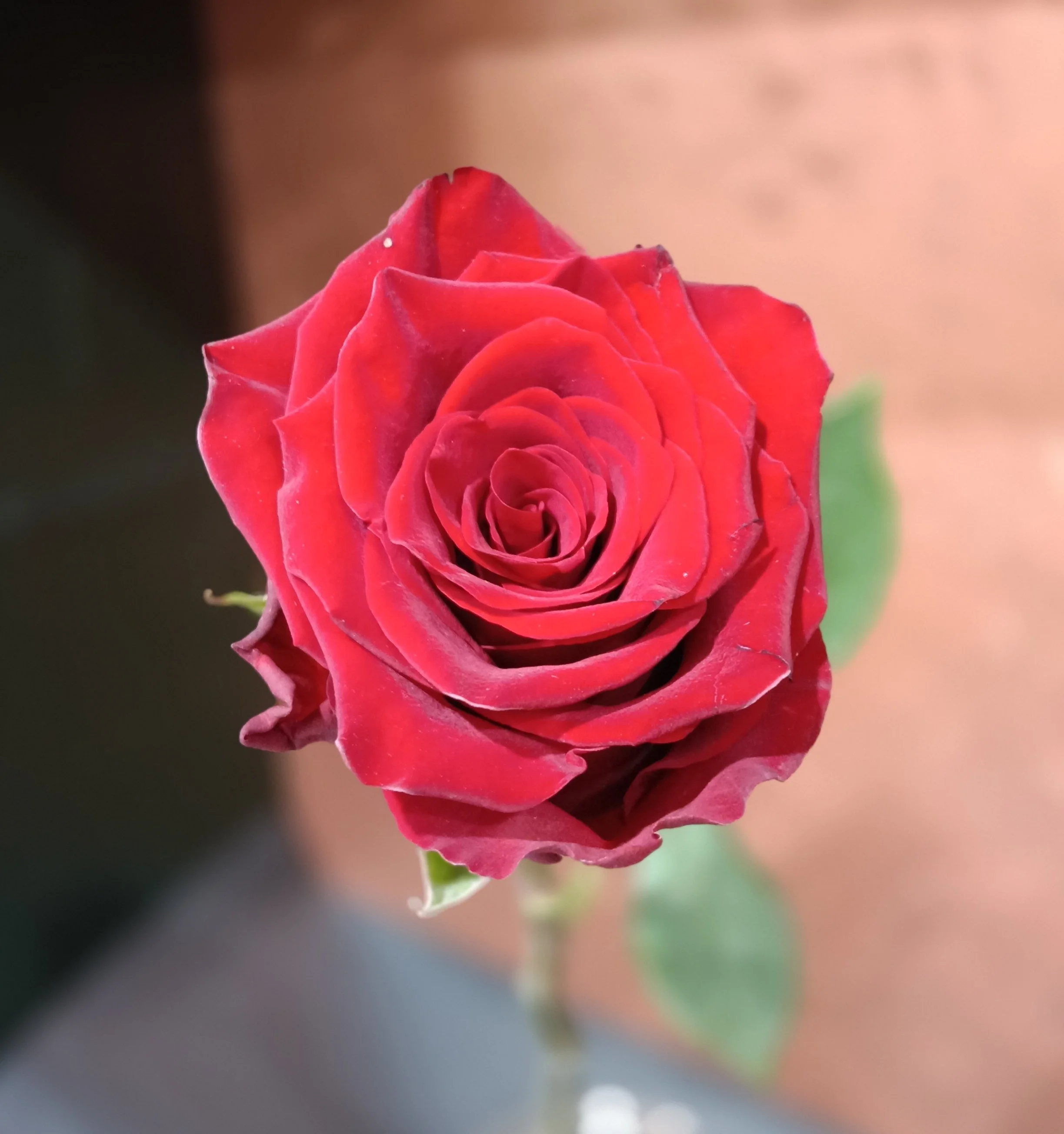 Single Red Rose