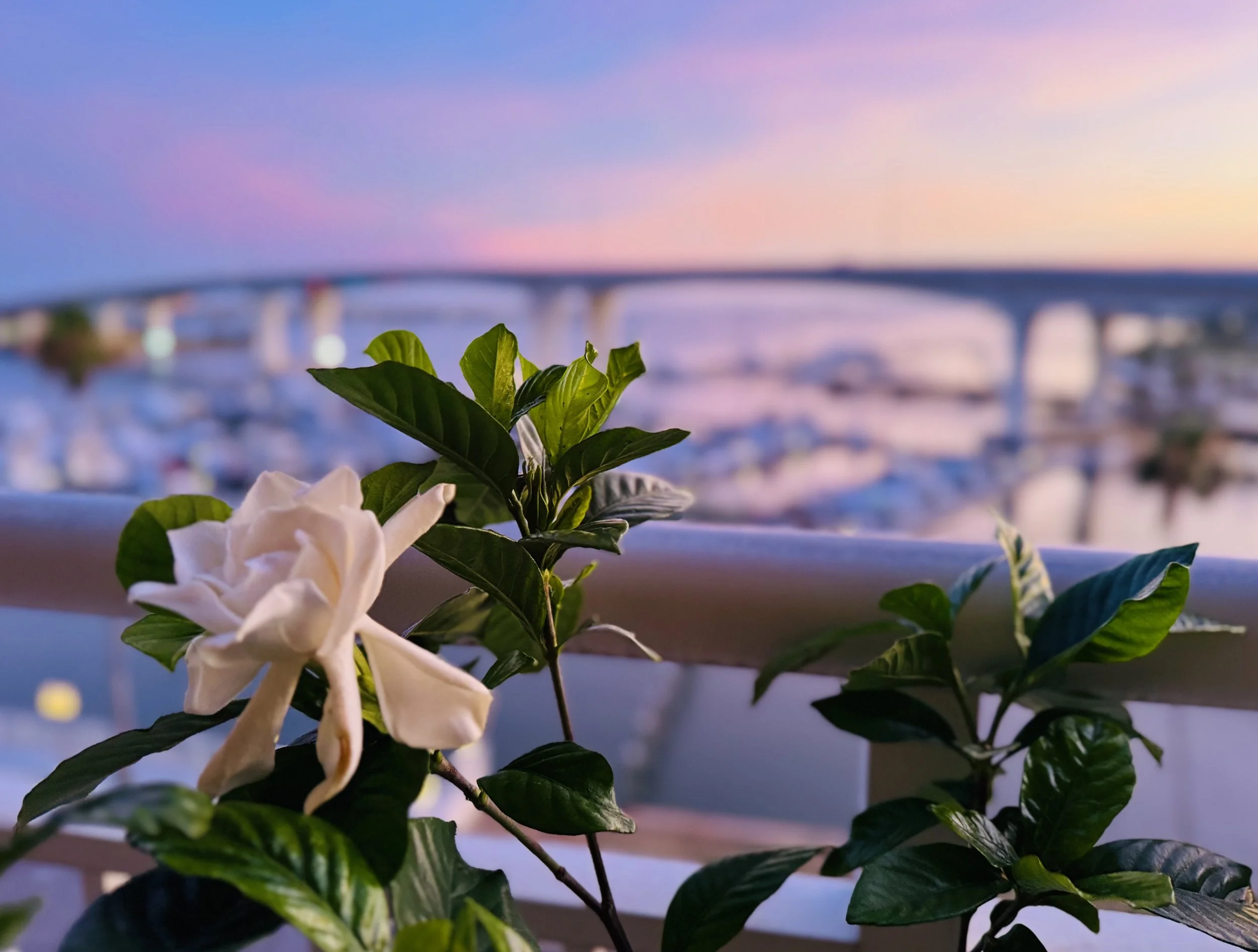 Gardenia Over Purple Clearwater