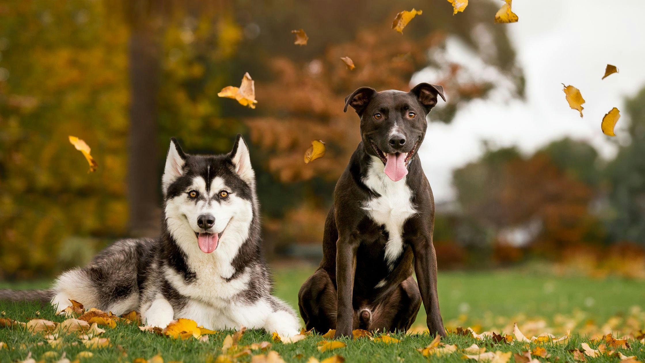  Australian autumn scene, dog running through fallen leaves 