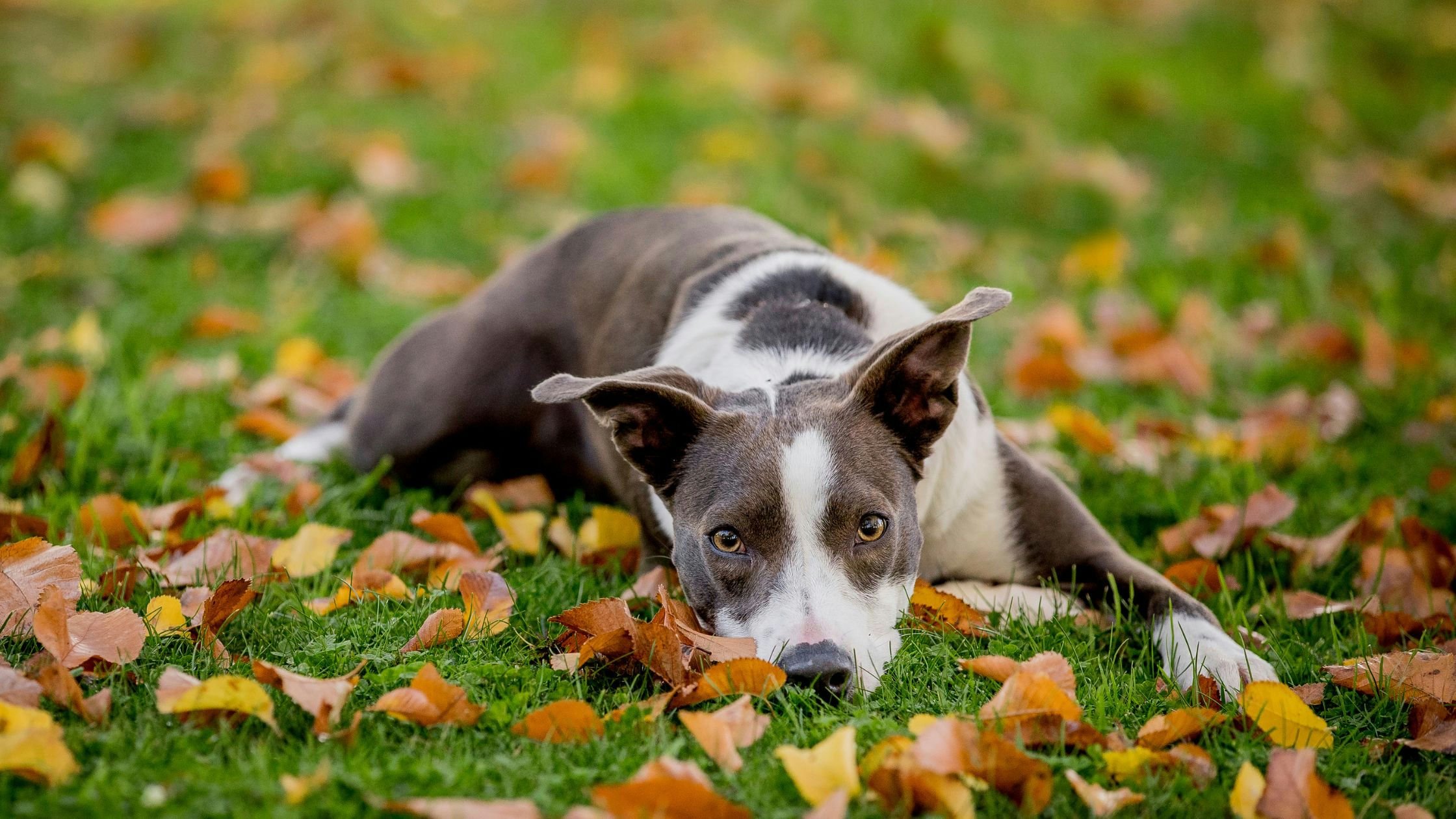  Australian autumn scene, dog running through fallen leaves 