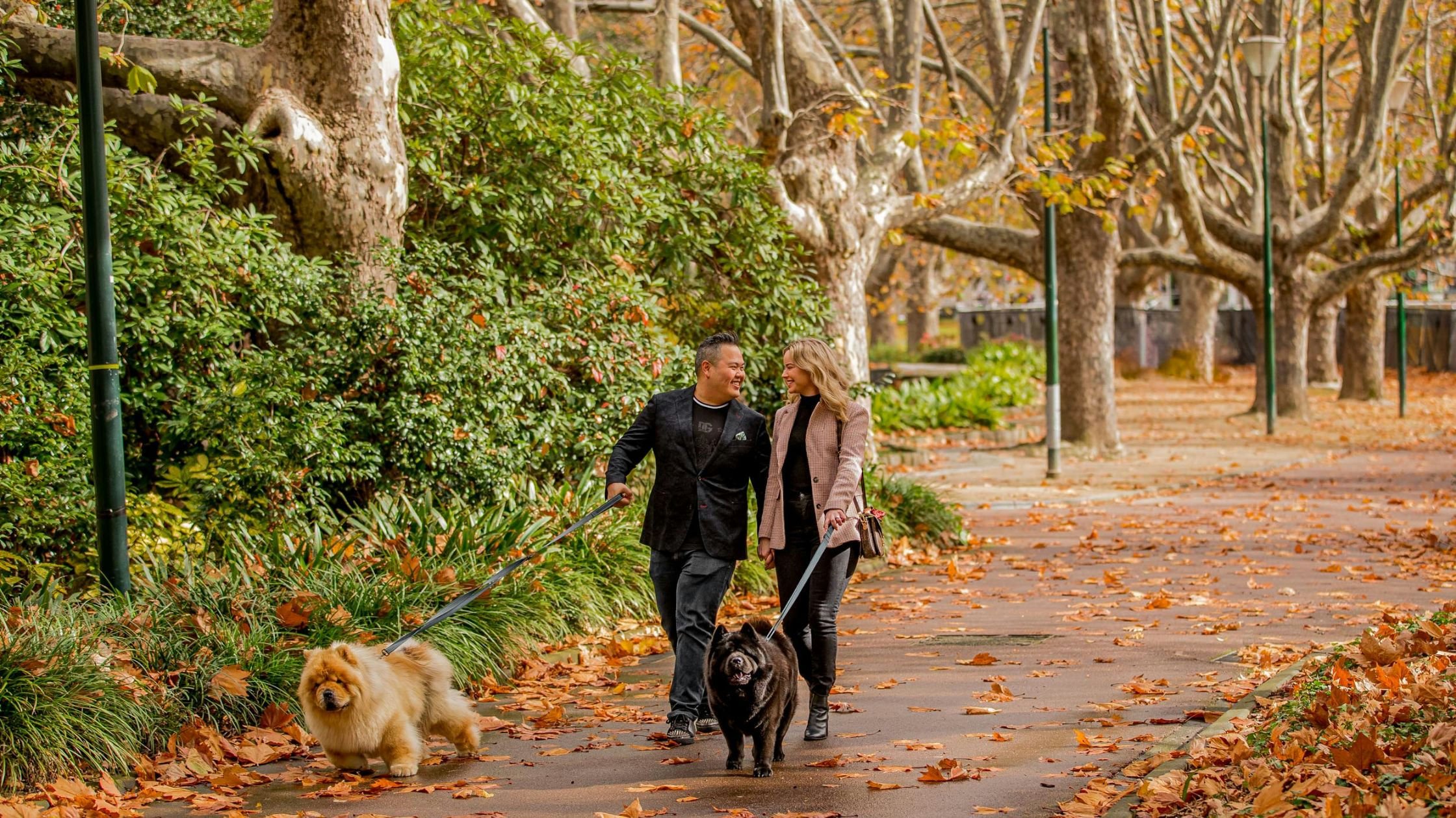  Australian autumn scene, dog running through fallen leaves 