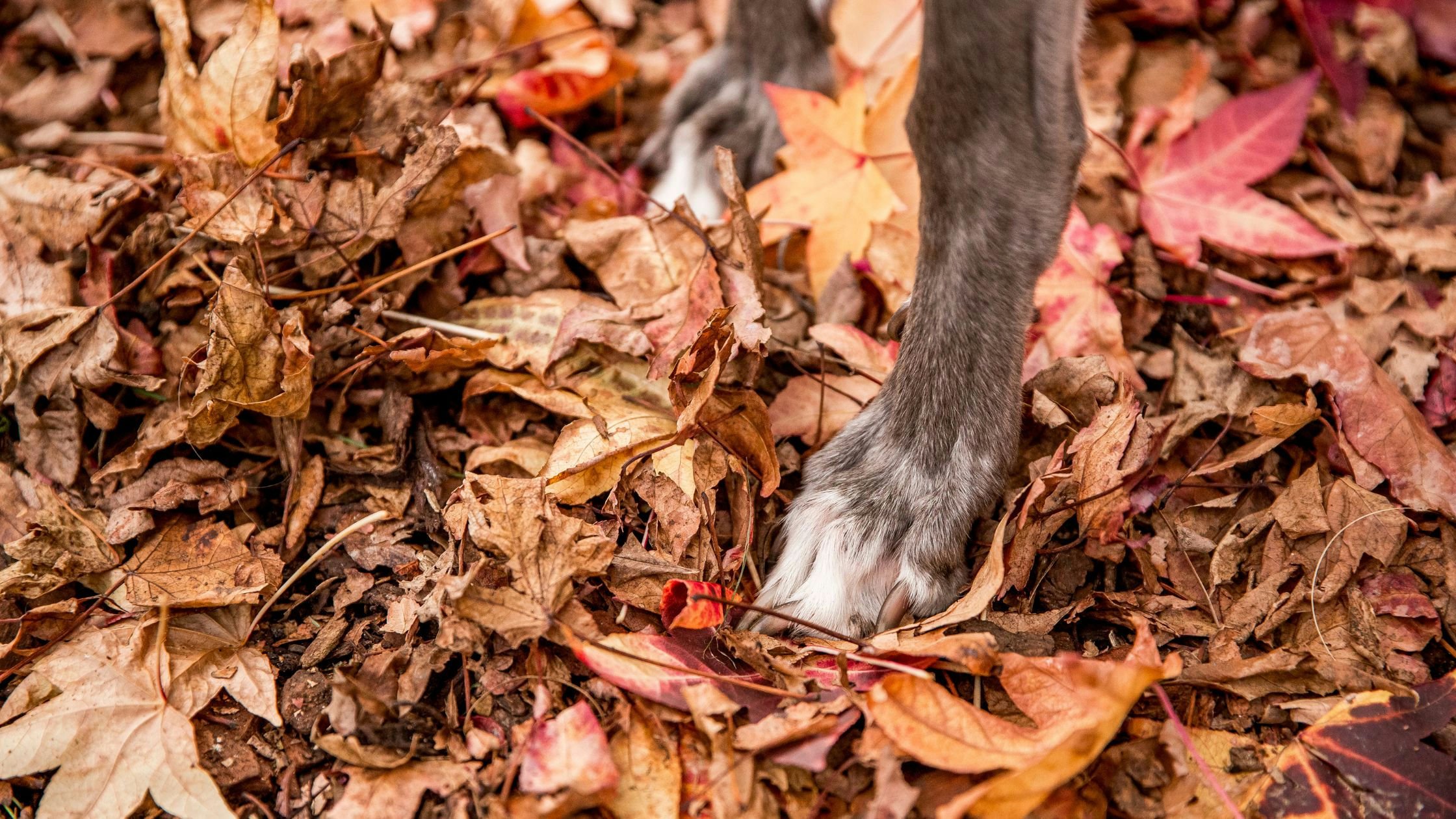 The Slow Business Revolution: What Your Dog Can Teach You About Sustainable Success