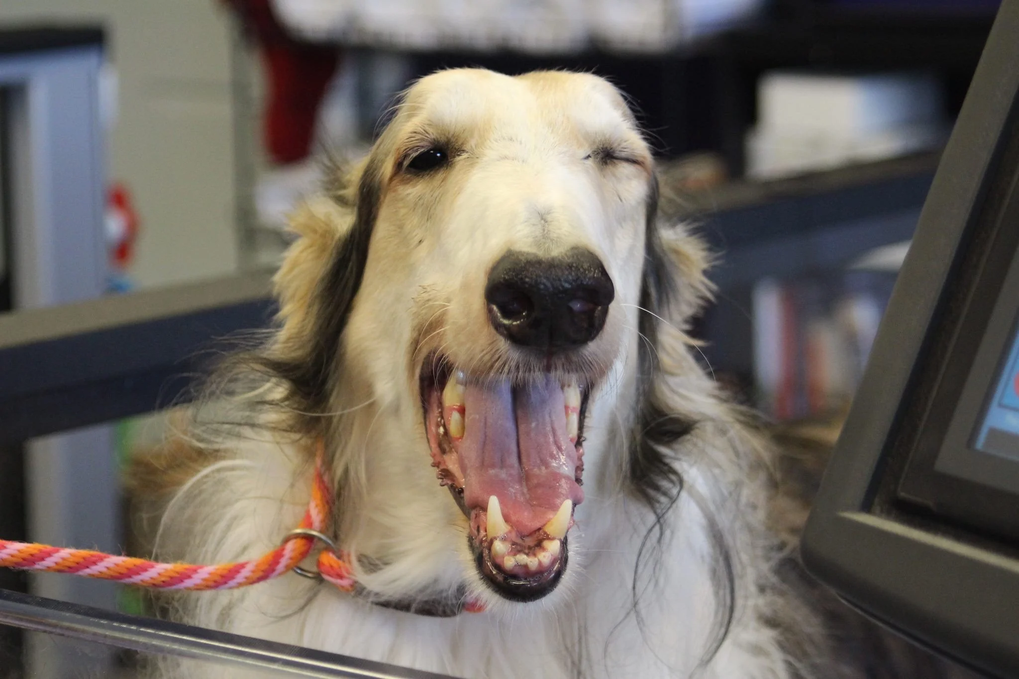 Am. GCH Aria's The Quiet Man, "Sean" at age 11 years.
