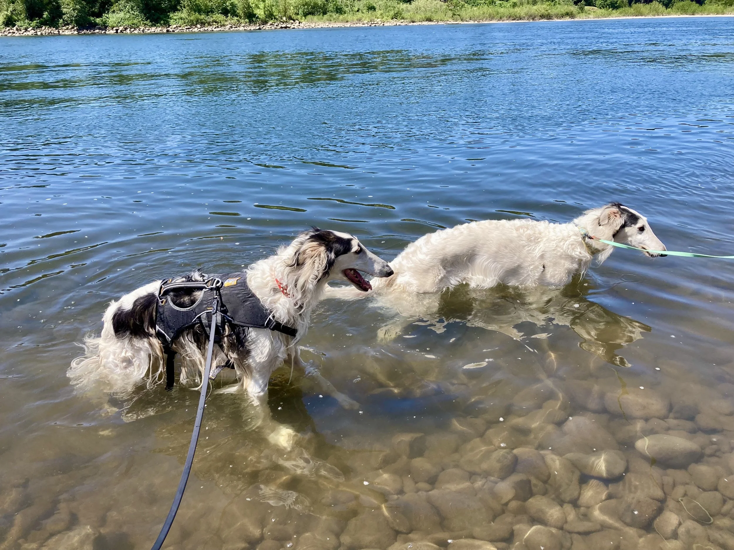 Fern & Fennel in the river (5 years old)