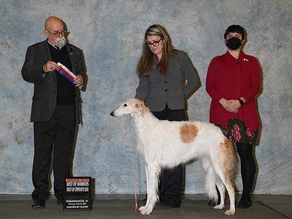 Proud breeder post! The lovely Fawn (@fawntheborzoi_andsky) was Best Opposite/Best of Winners/WB for a 4 pt major under Judge David Peat at the Portland Kennel Club show on 2/18/23. It was such a joy to watch her owner and handler Jessica pilot her t
