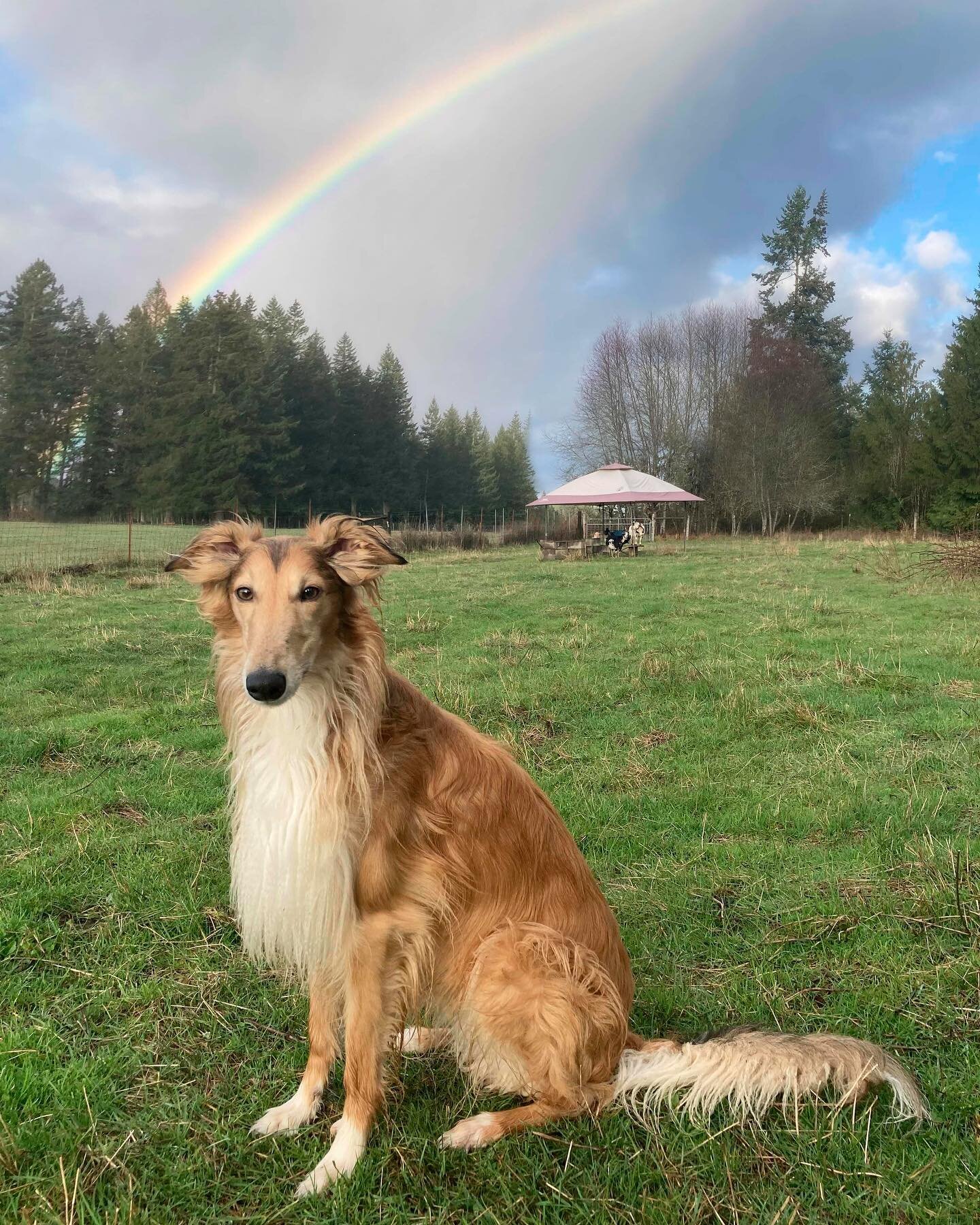 A rainbow this evening. That is all. 🌈

#dresderdee #silkenwindhound #silkenwindhoundsofinstagram #silkenwindhoundpuppy #silken #sighthound #sighthoundsofinstagram #gazehound #noodledragon #longdoggo #longboi #snoot #ukc #amethystsilkenwindhounds #s