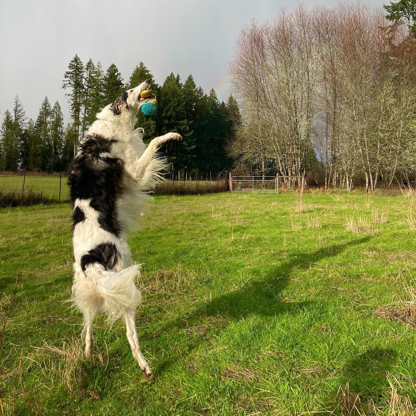 A silly game of catch during a hailstorm. This happy boy insists on playing fetch &amp; catch every day, rain or shine. Of course, a borzoi&rsquo;s game of catch is a lot shorter in duration than your average Labrador&rsquo;s. 😉

#shanikothechosenon