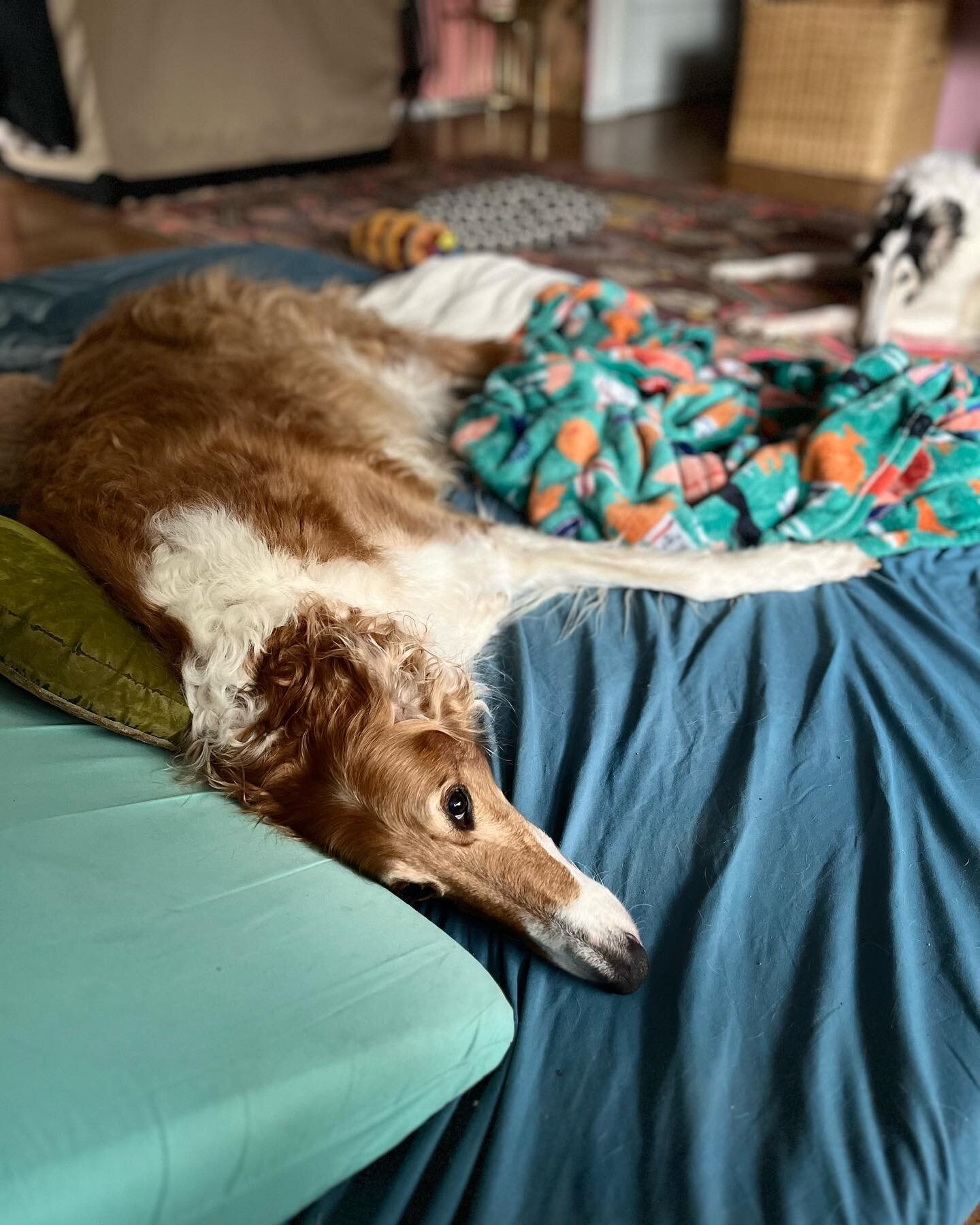 Another happy birthday to celebrate this month! Today we honor everyone&rsquo;s favorite Jimmi. Although more sentient rug than dog these days, Jimmi is nevertheless a happy camper who has her moments of vim and vigor. She is now tied for eldest anim