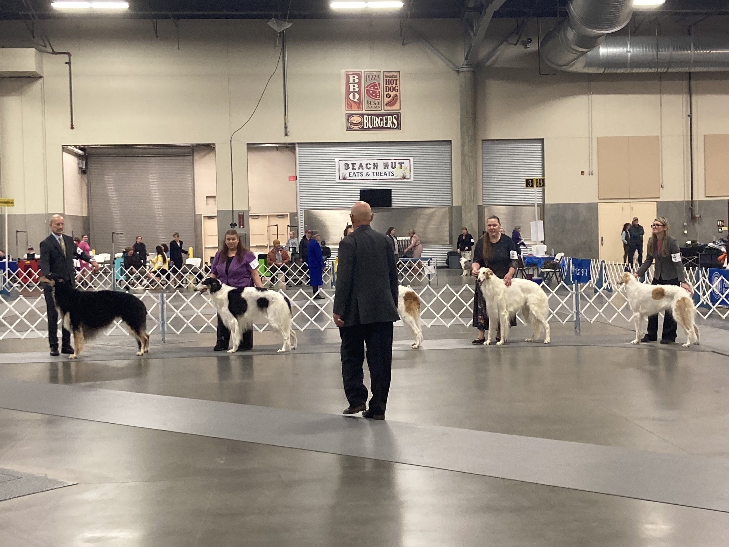 In The Show Ring: Fawn 1st Major