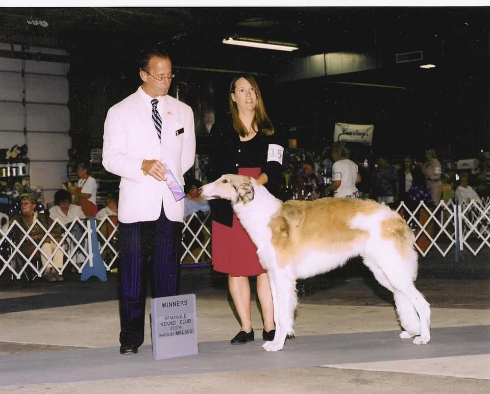 Am. GCH Aria's The Quiet Man, "Sean" as a yearling.
Winners Dog at the Seminole Kennel Club, 2004