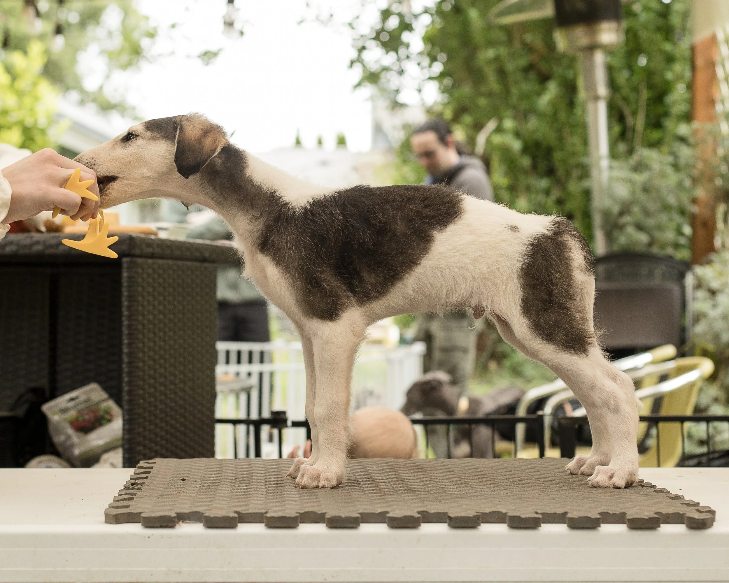 Sable and white borzoi puppy