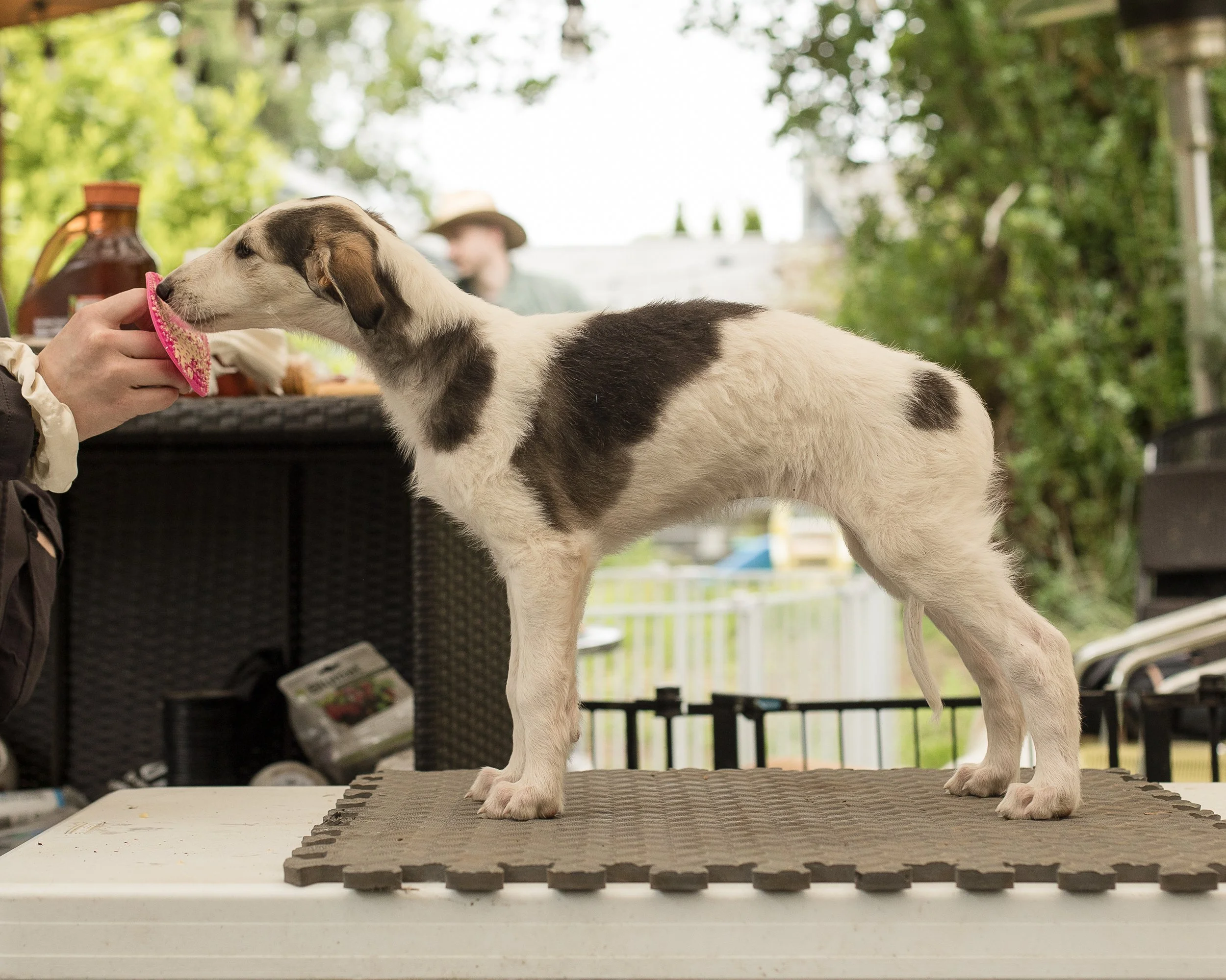 Sable and white borzoi puppy
