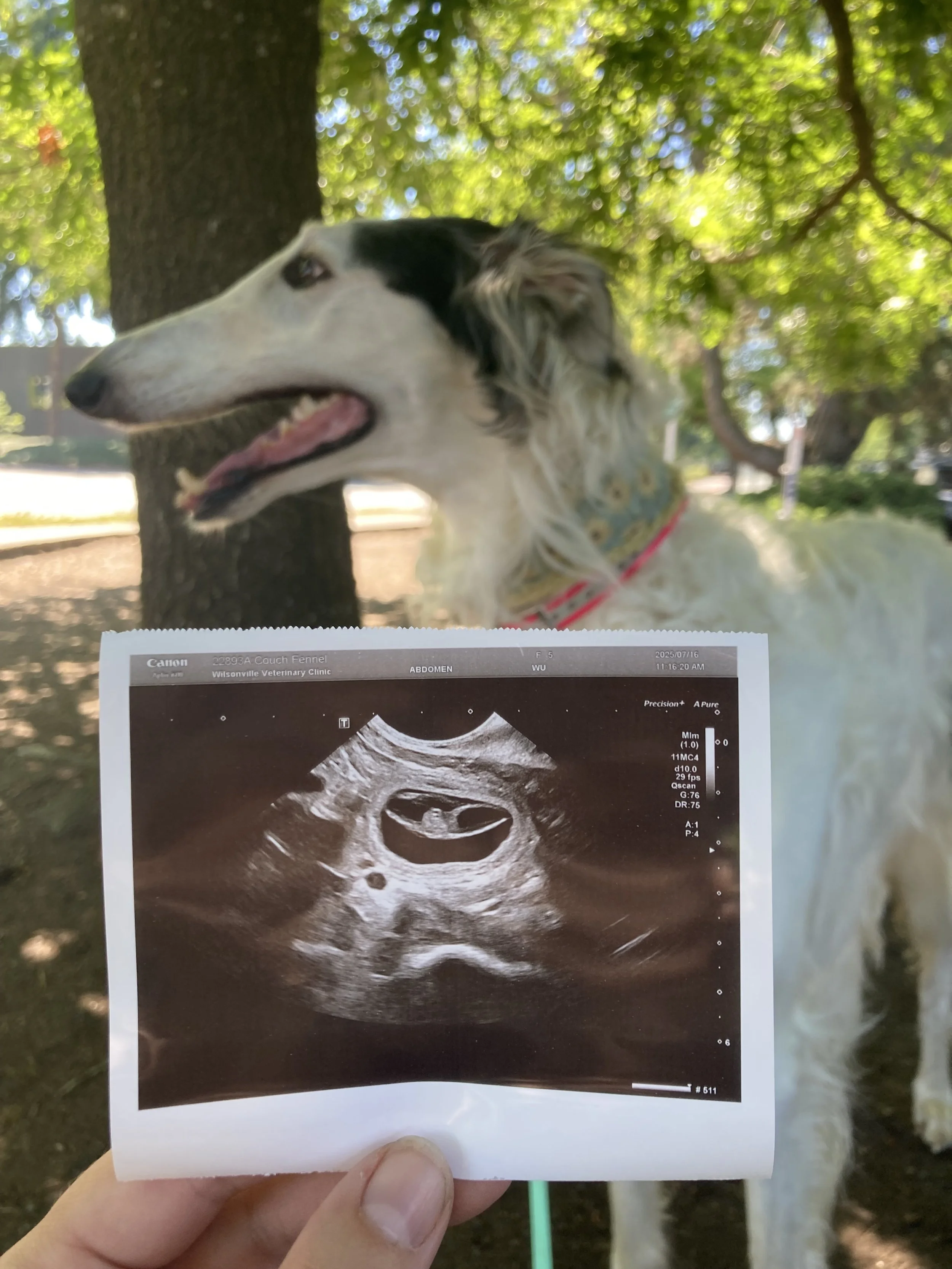 Fennel posing with her ultrasound photo on 7/16/2025