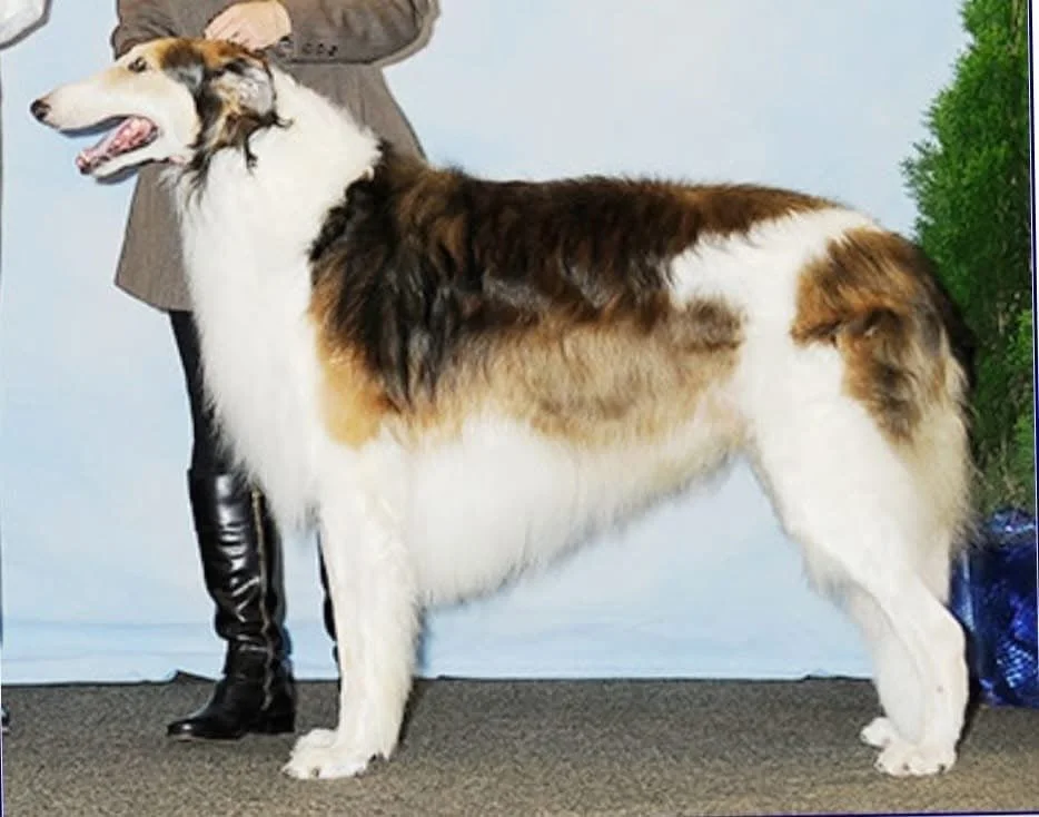 Am. GCH Aria's The Quiet Man, "Sean"