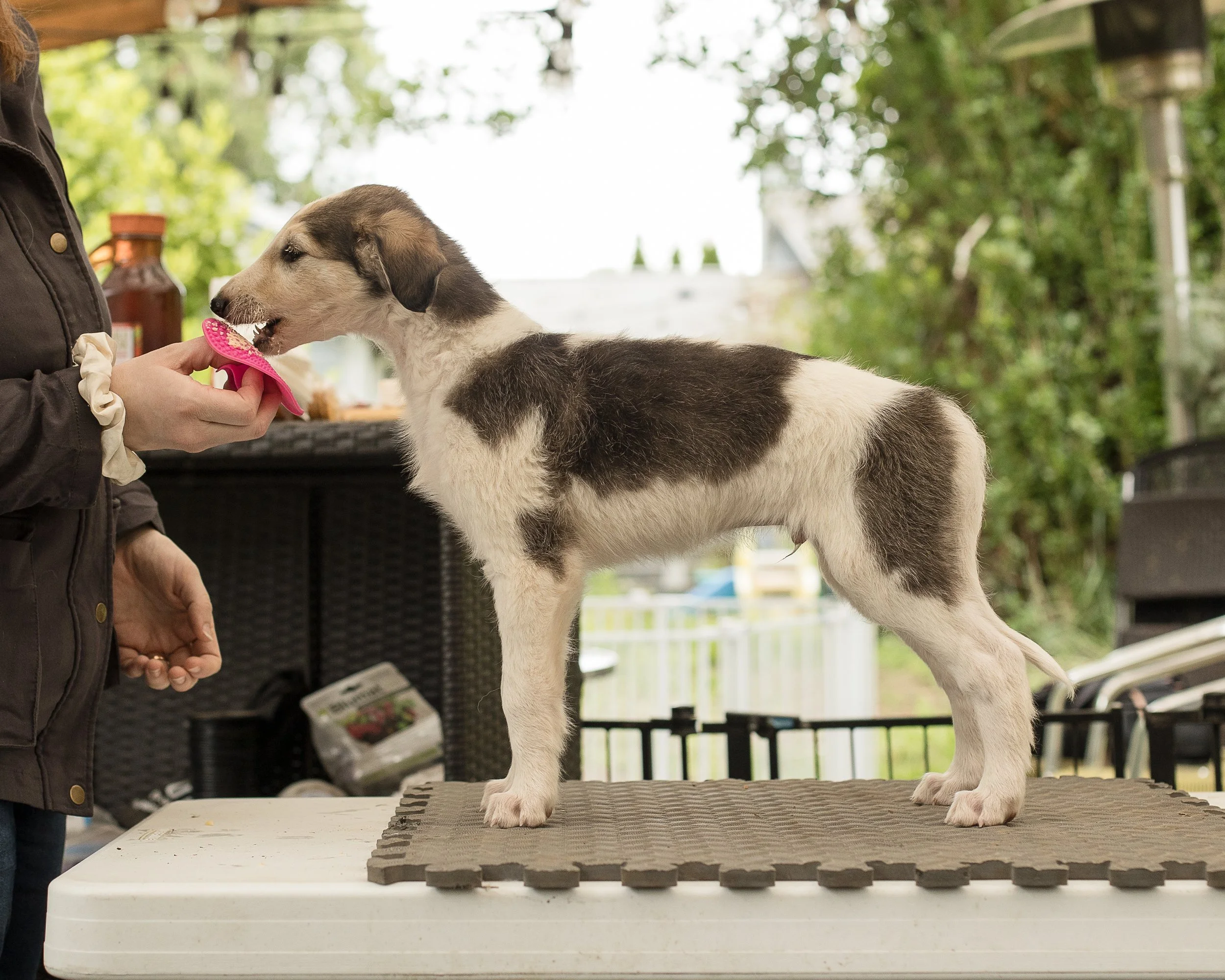 Sable and white borzoi puppy