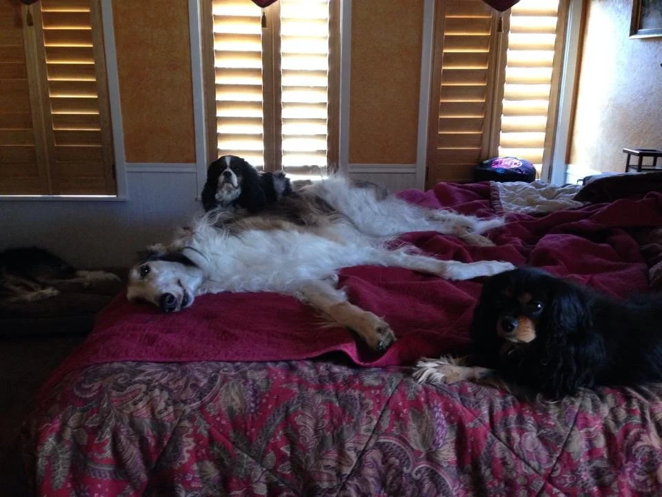 Am. GCH Aria's The Quiet Man, "Sean" at age 11 years, relaxing with Cavalier friends.