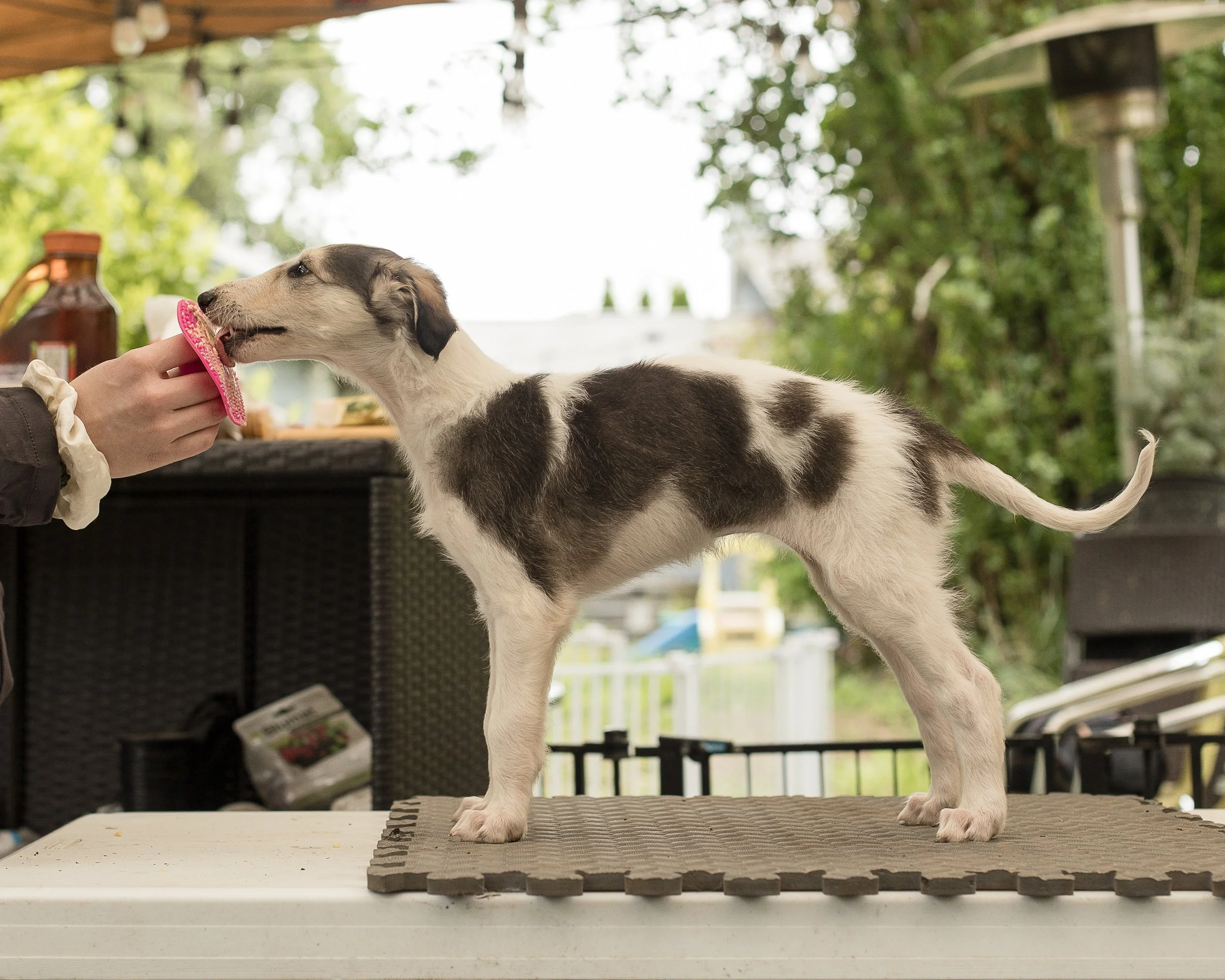 Sable and white borzoi puppy
