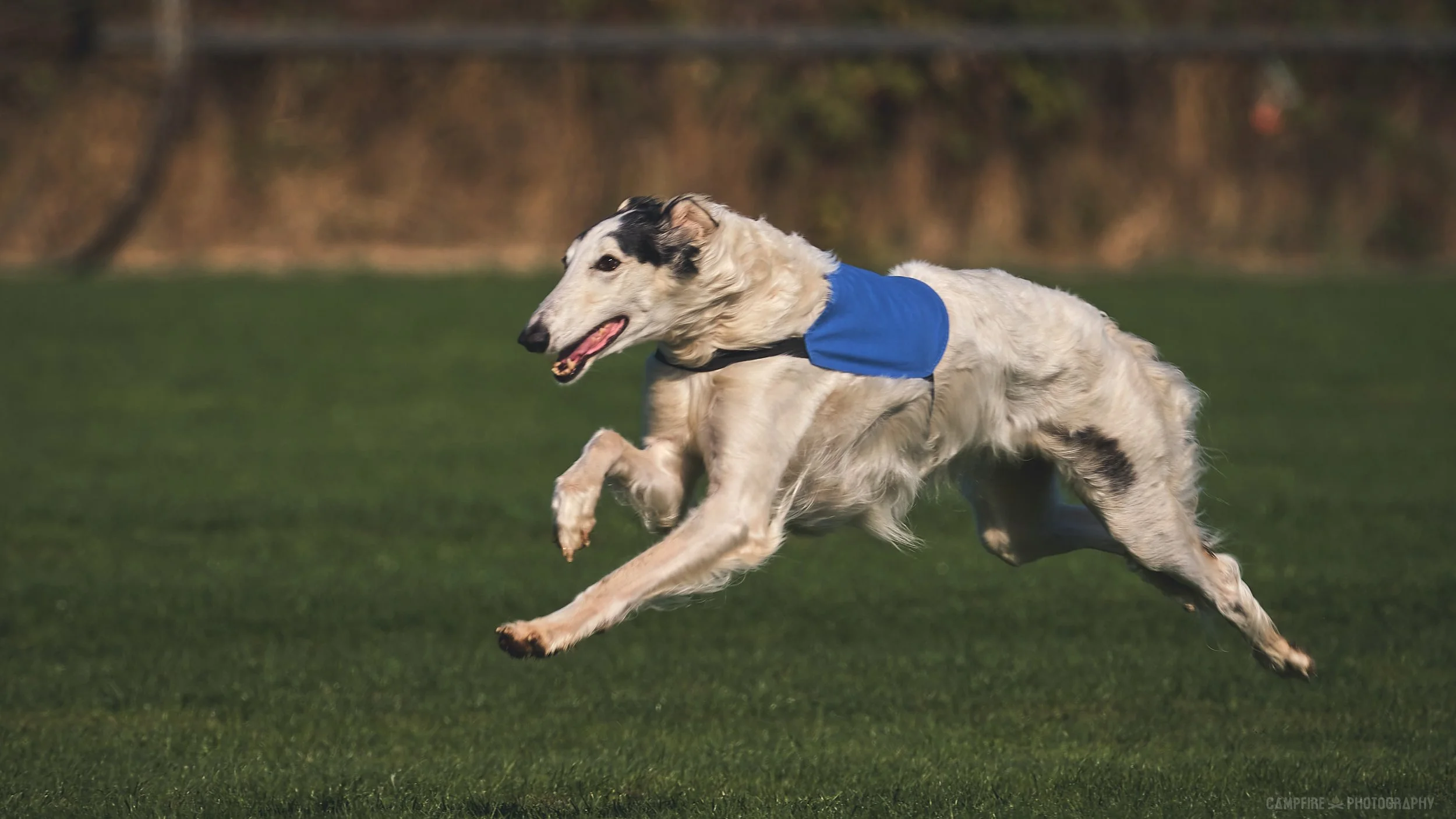 Am. CH UKC CH Saxafrax Wild Rushes Adrienne Que Sera Sera, SC, SSR, GRC, "Fennel" coursing at age 5 years, from the trial she earned her Senior Courser title at.
Photo by: Campfire Photography.