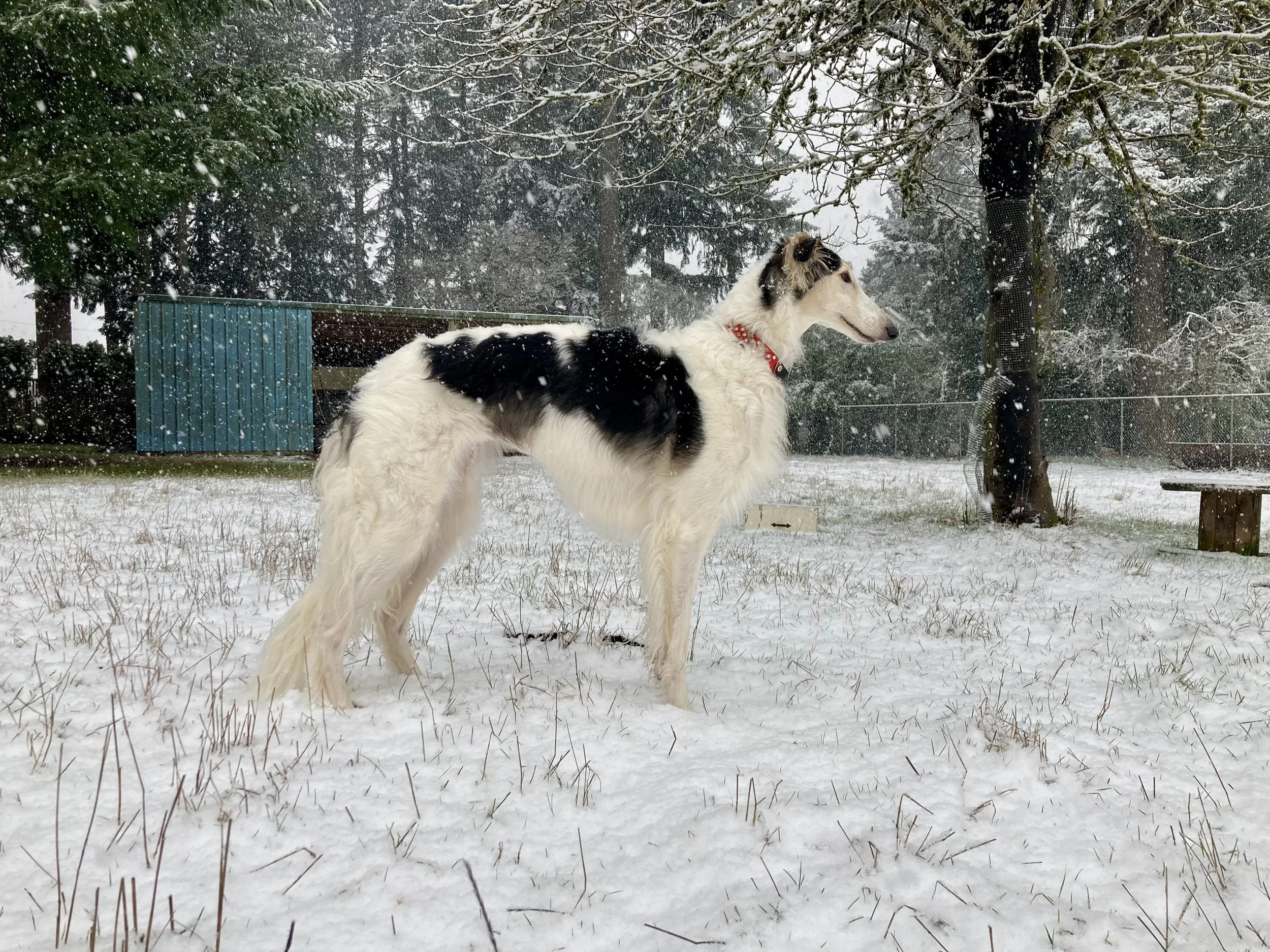 Fern, 3.5 years old